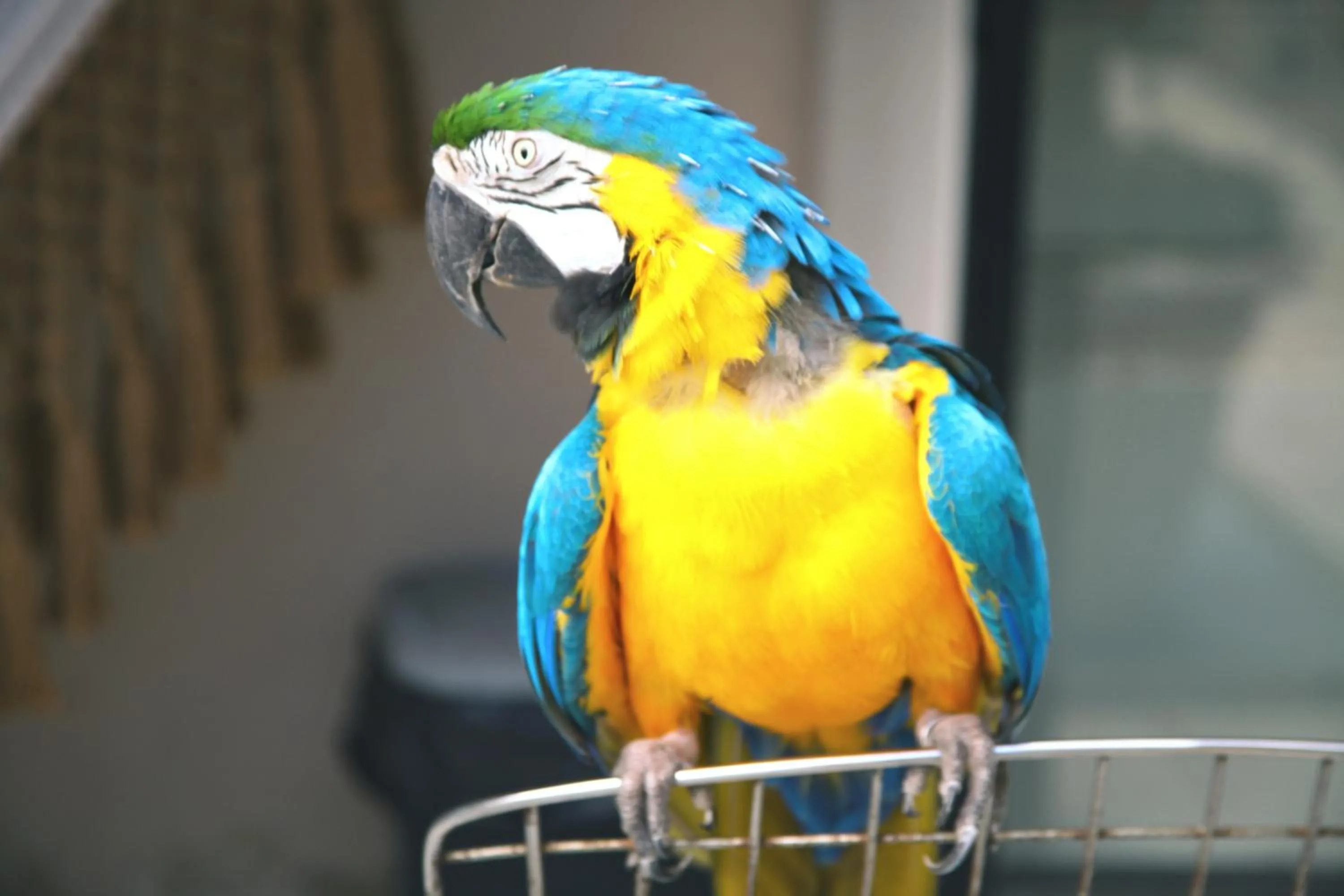 Animals in Pousada do Bispo