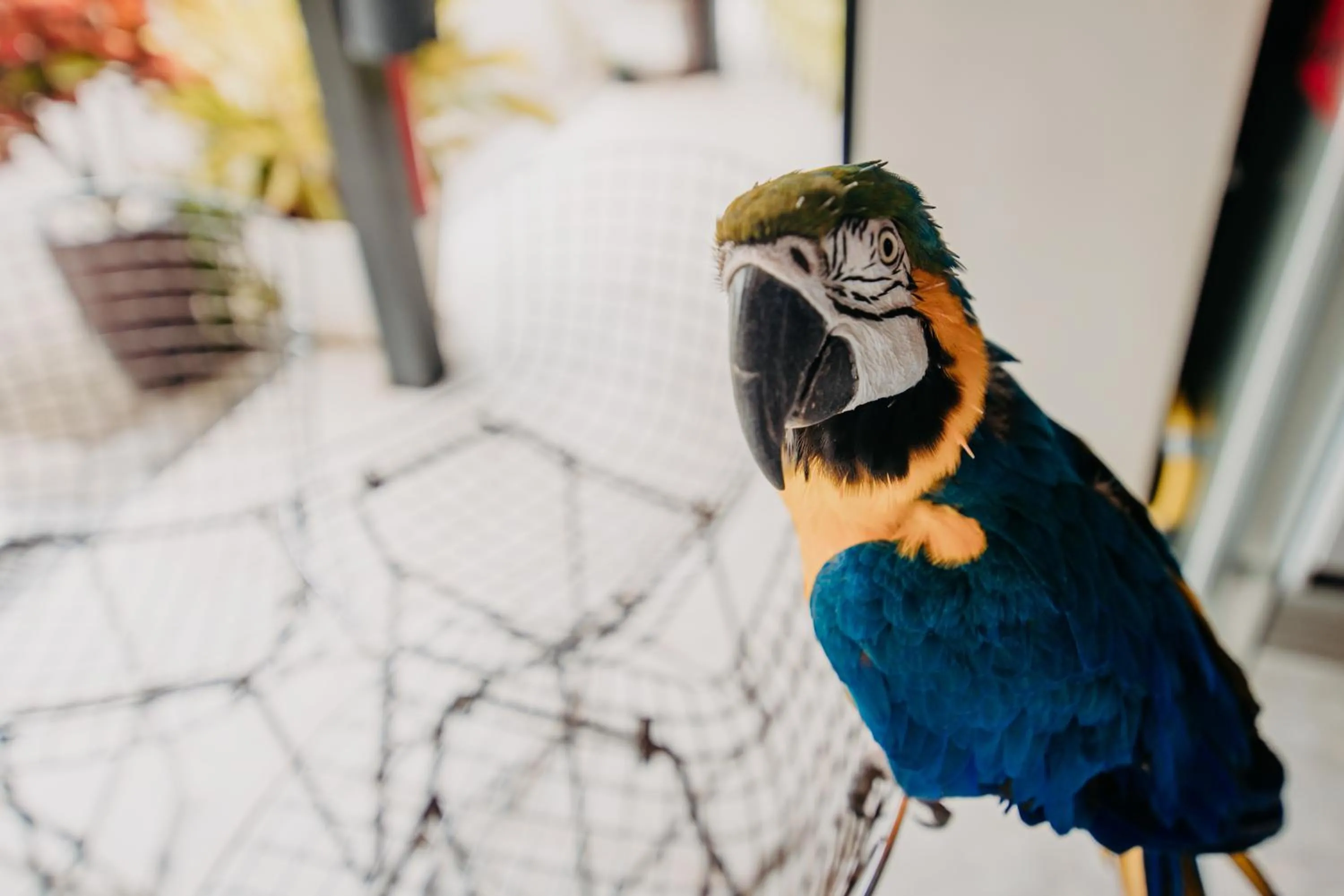 Animals in Pousada do Bispo