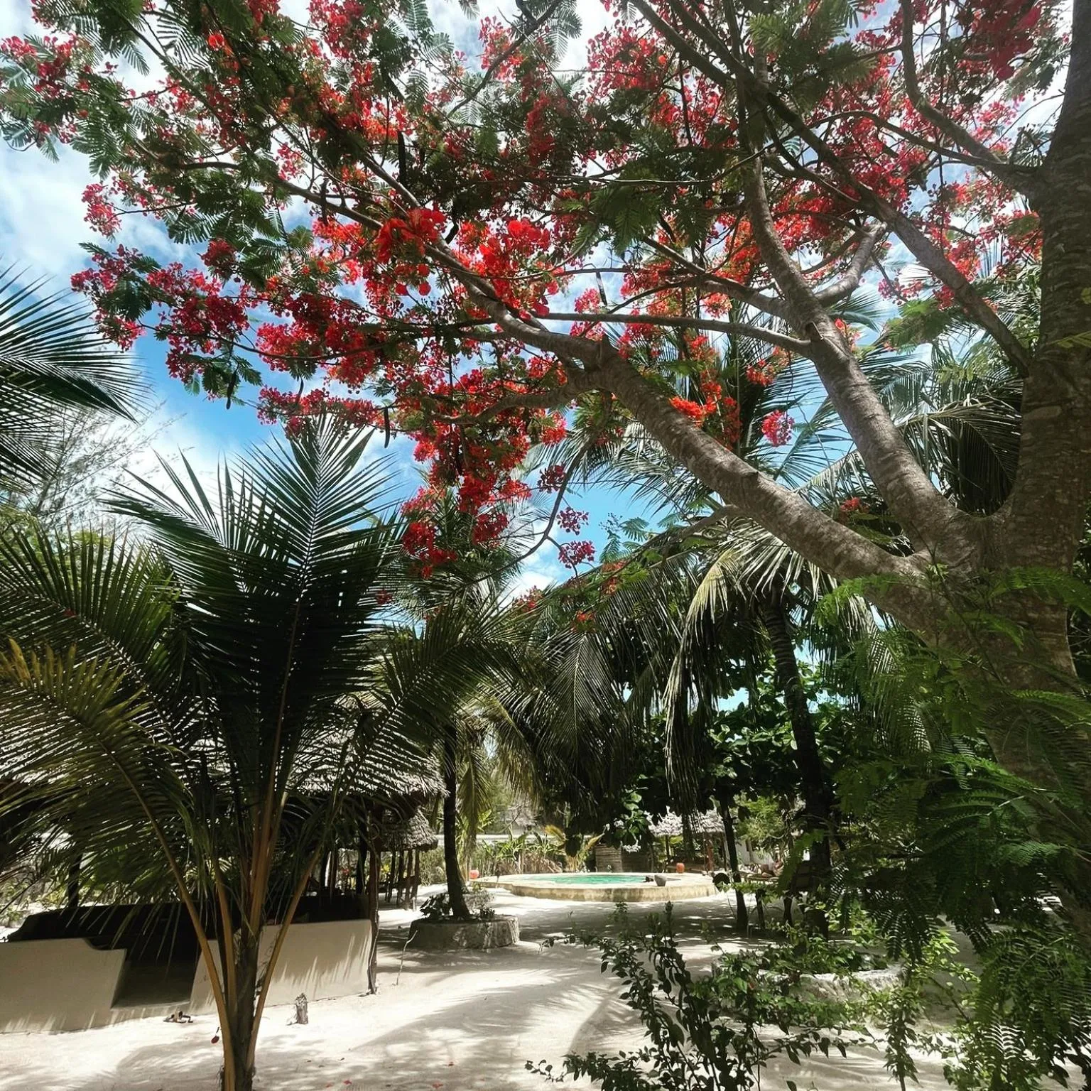 Garden in Mpole Bungalows