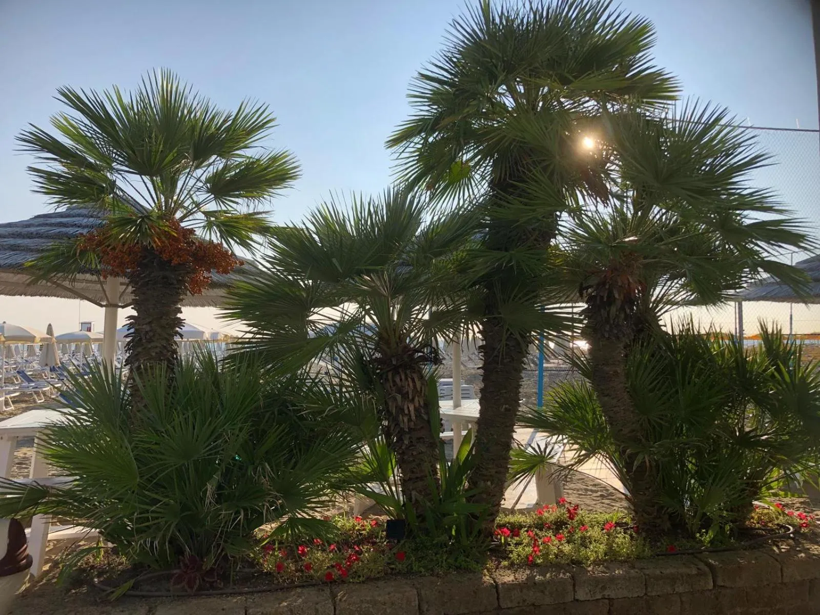 Restaurant/places to eat in Hotel Donatella Pinarella