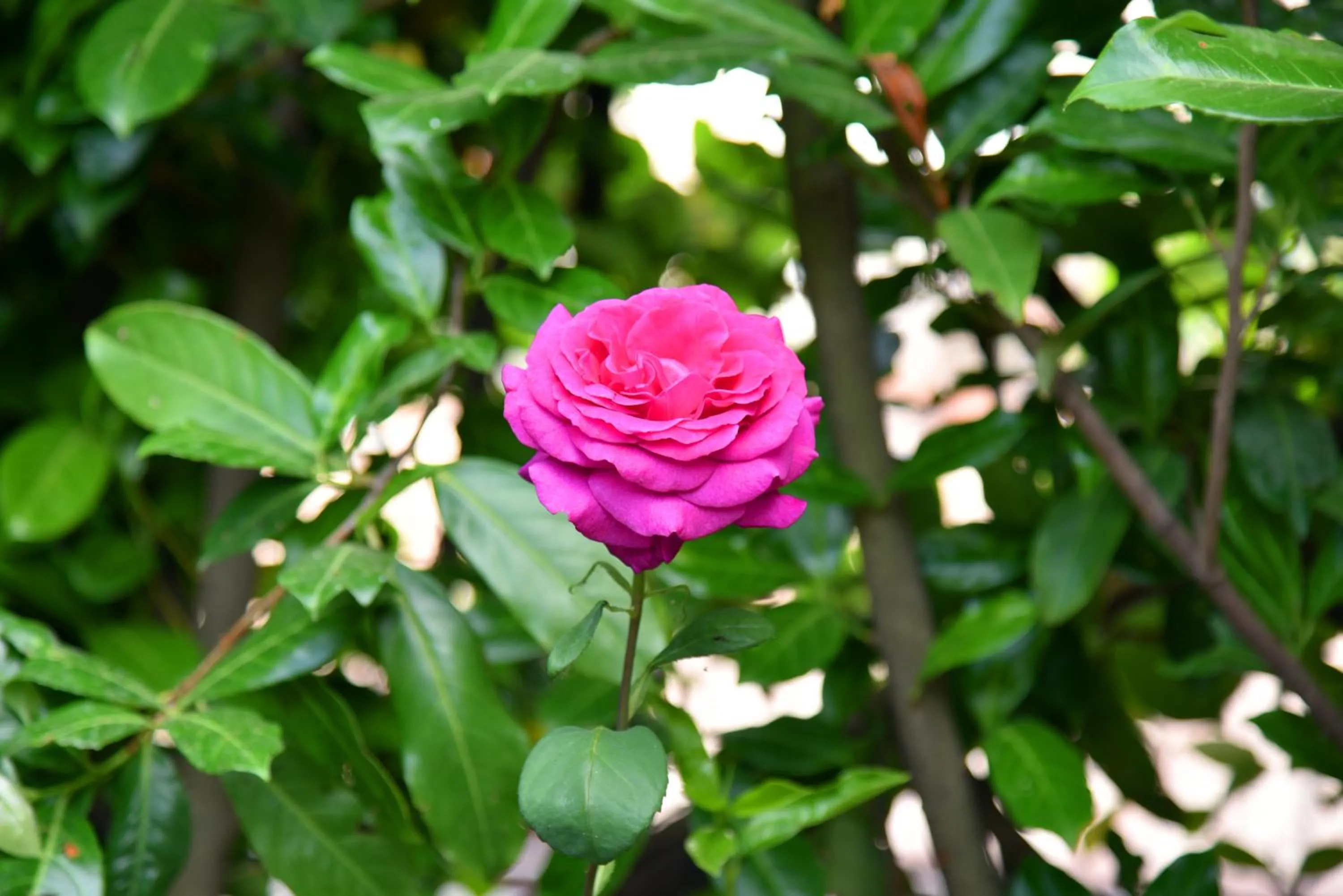 Garden in Casa Gentile