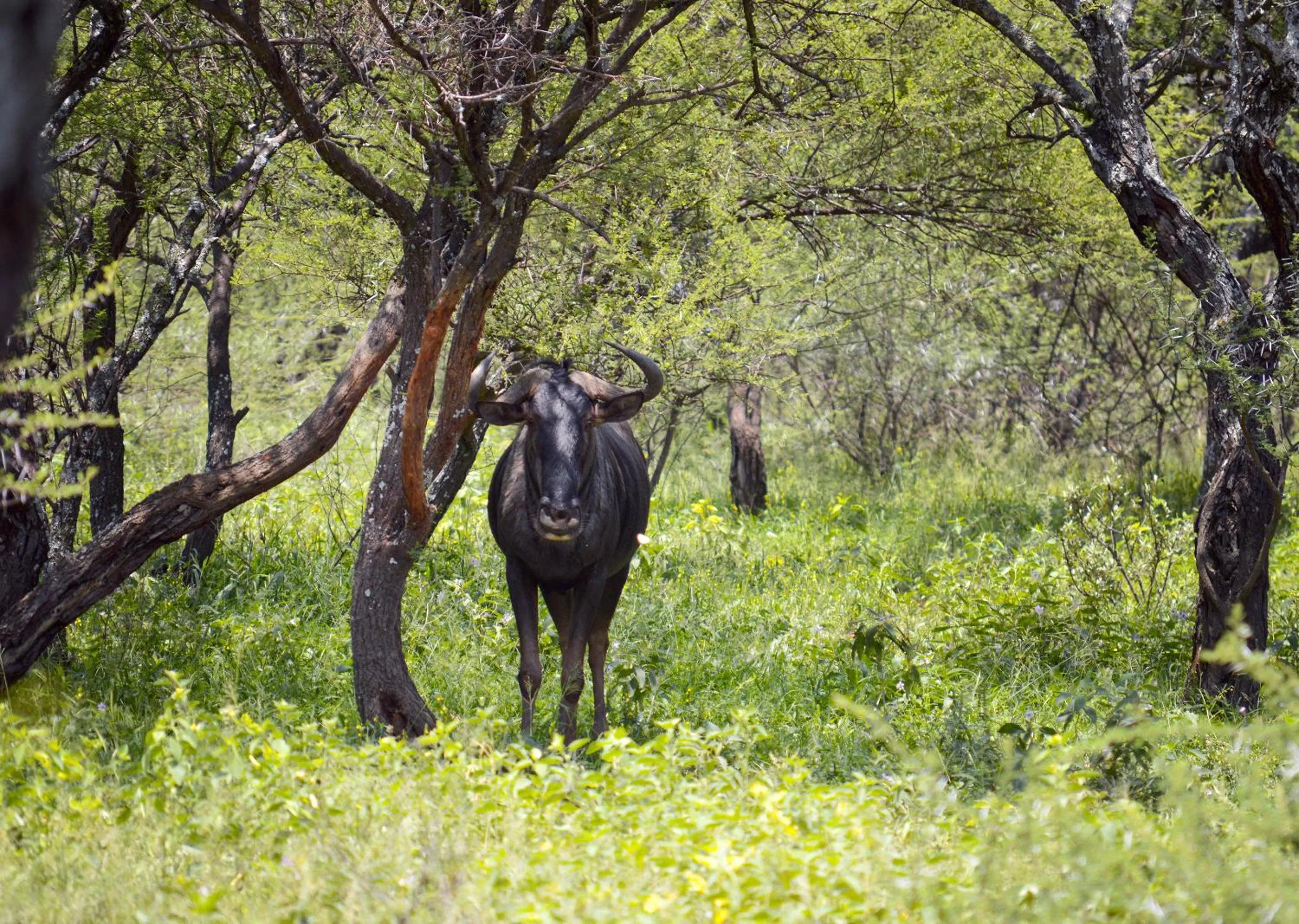 Spring in Finfoot Lake Reserve by Dream Resorts