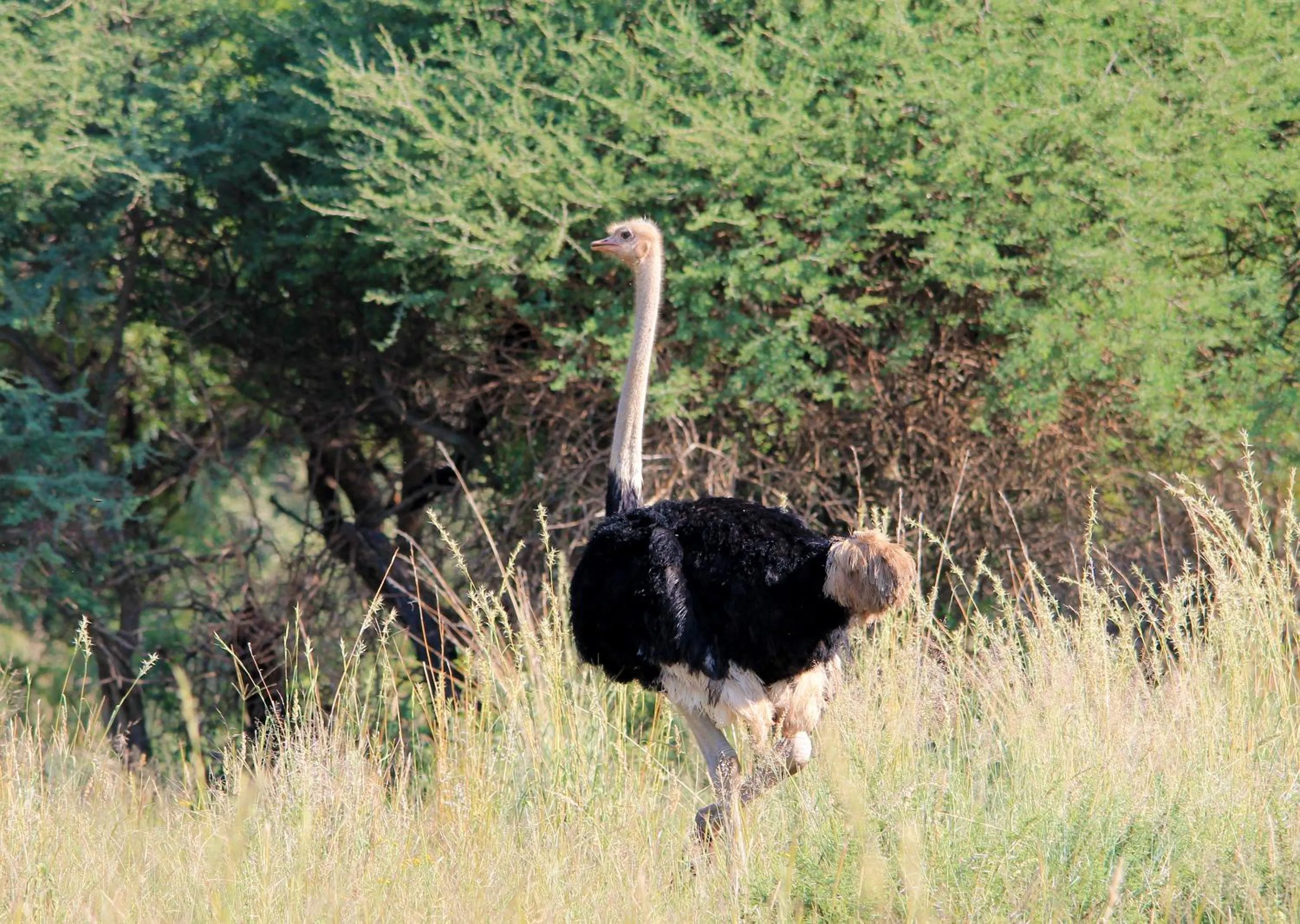 Day in Finfoot Lake Reserve by Dream Resorts