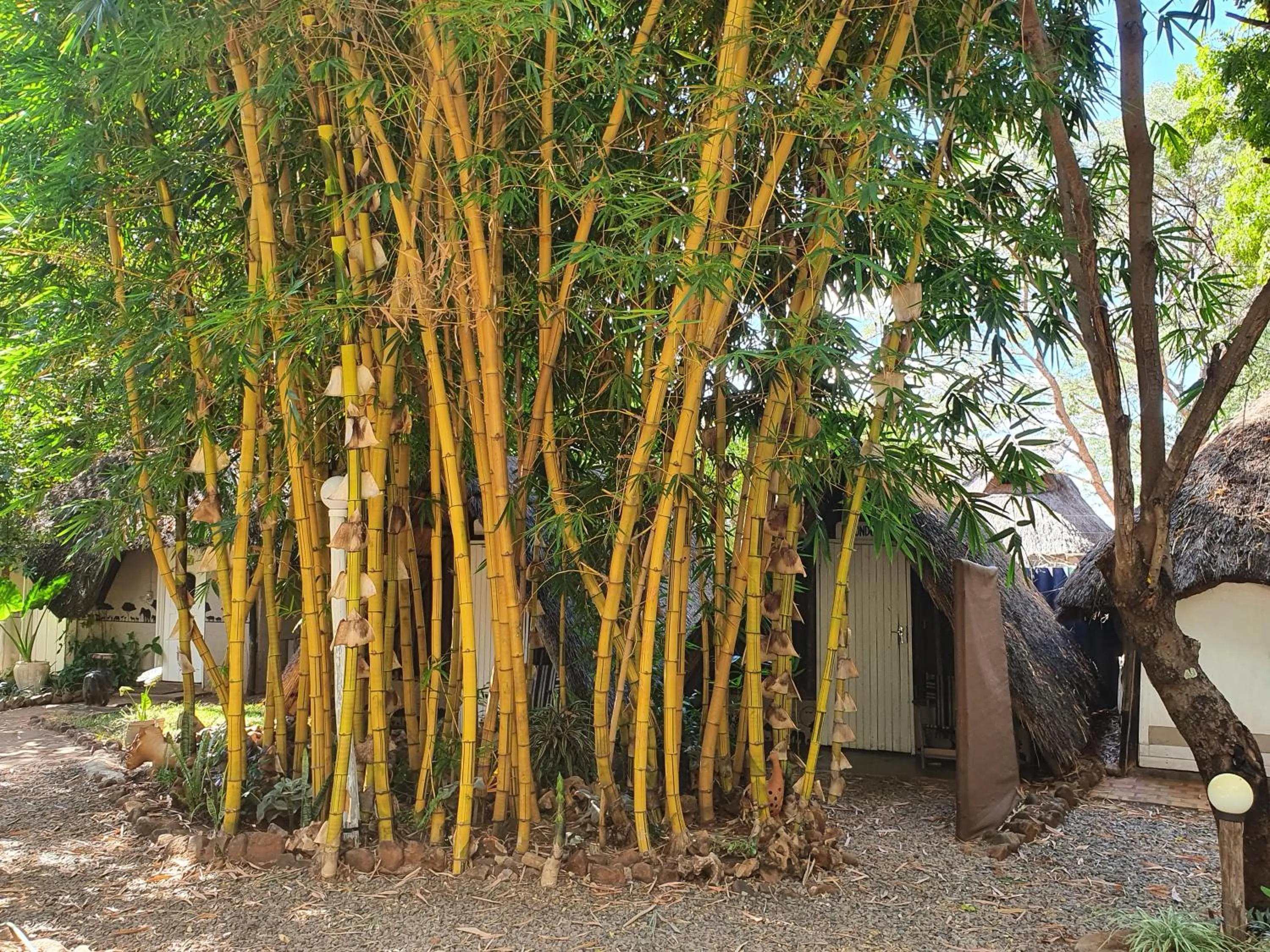 Property building in Victoria Falls Backpackers Lodge