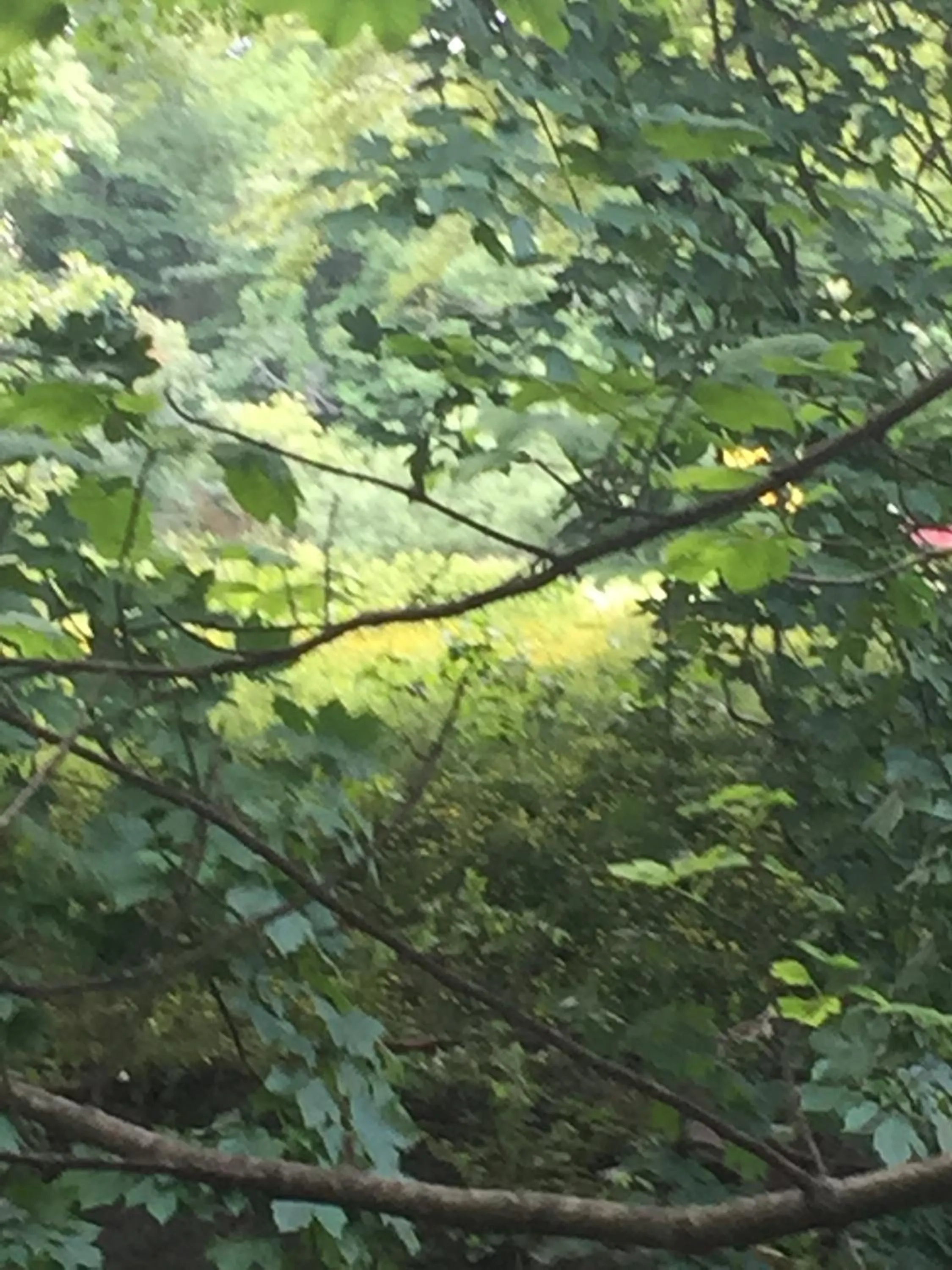Natural landscape in JustB Edinburgh