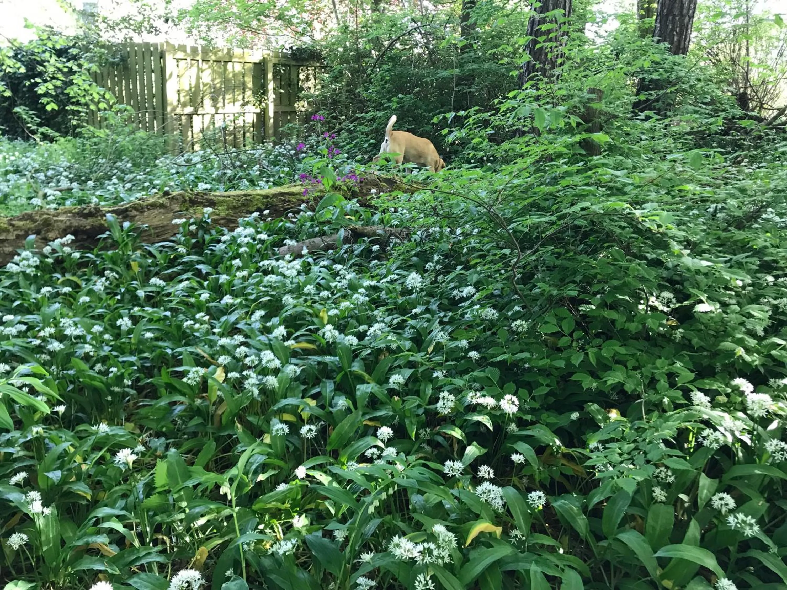 Garden in JustB Edinburgh
