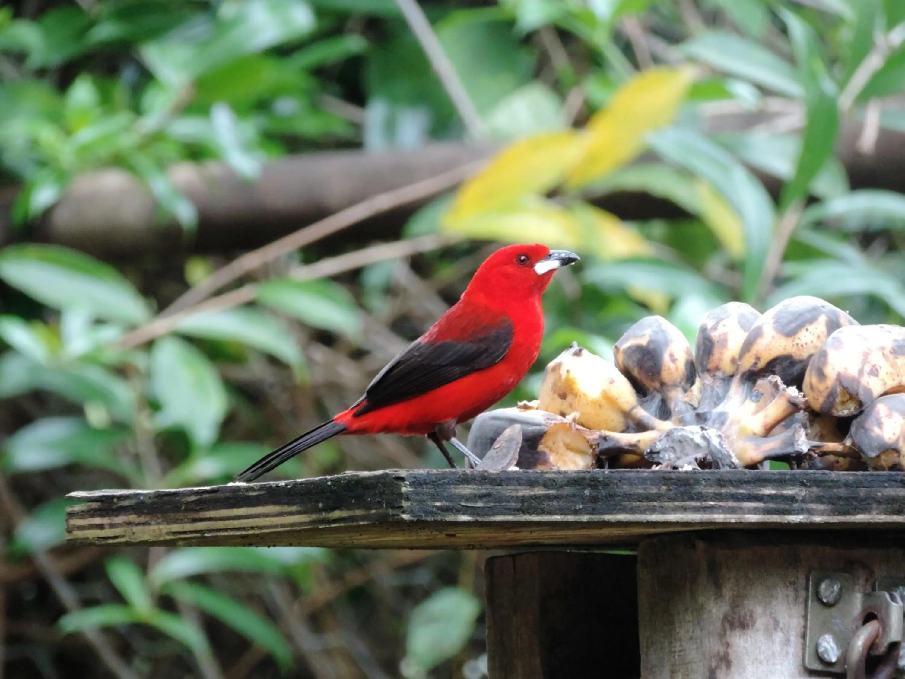 Animals in Pousada Sitio das Flores