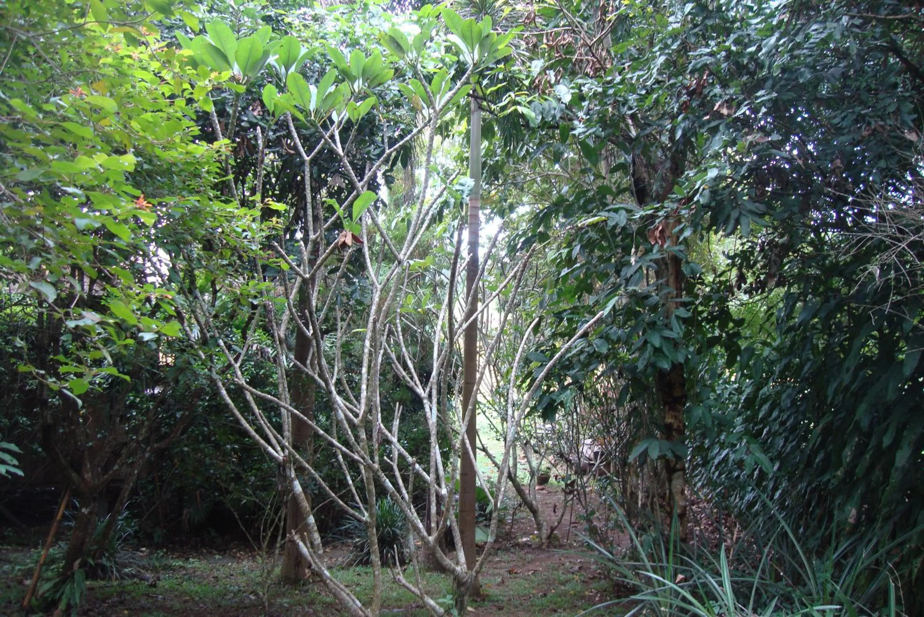 Day in Baan Suan Jantra Home Stay