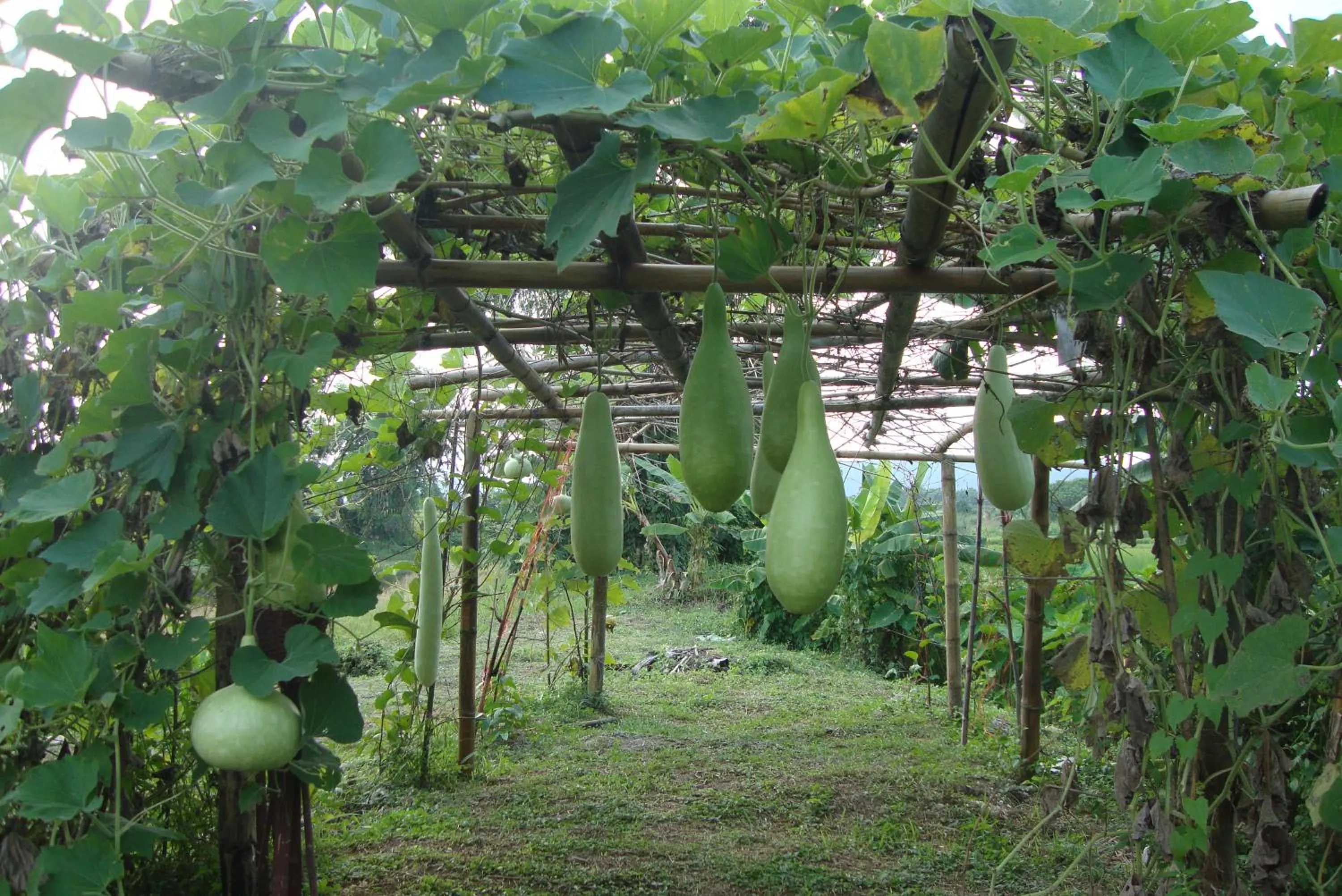 Garden view in Baan Suan Jantra Home Stay