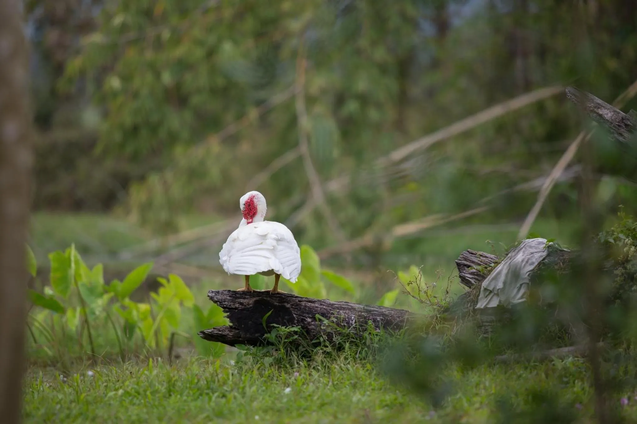 Baan Suan Jantra Home Stay