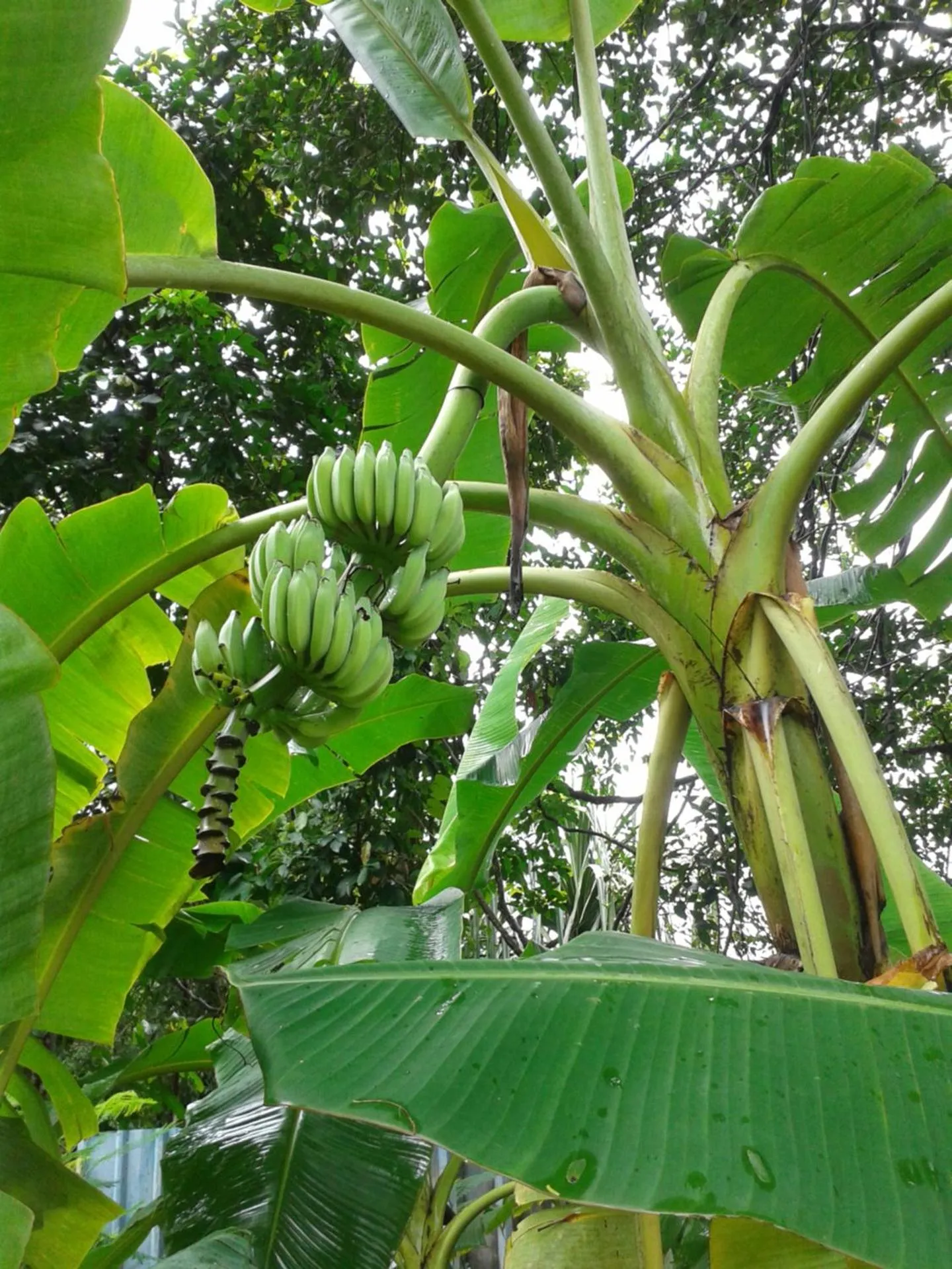 Garden in Nananuira Apartment and Room