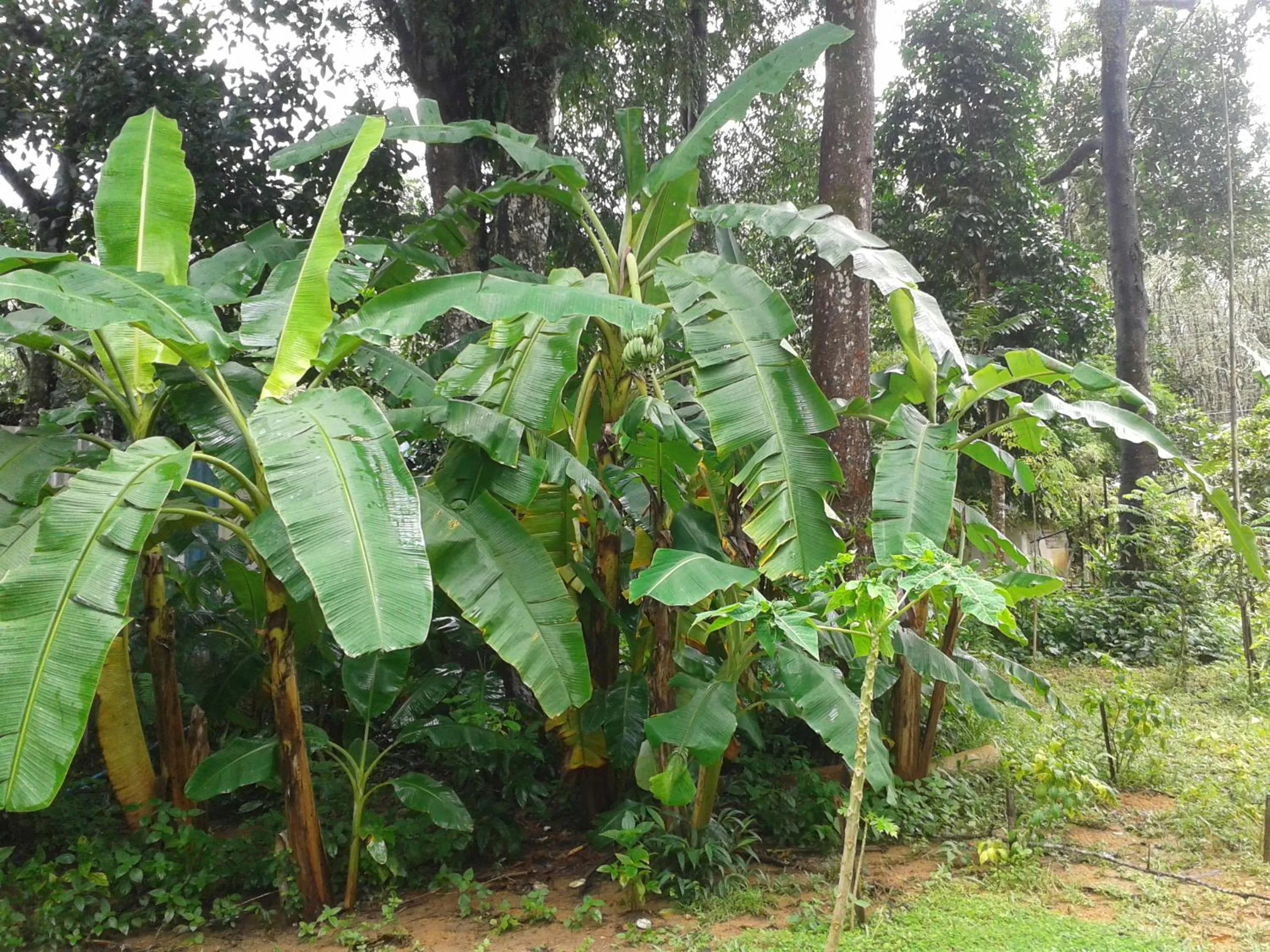 Garden in Nananuira Apartment and Room