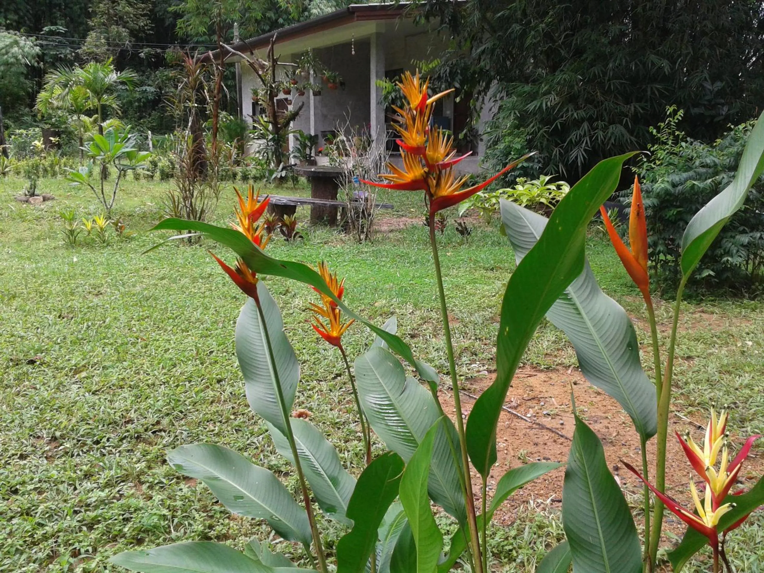 Garden in Nananuira Apartment and Room