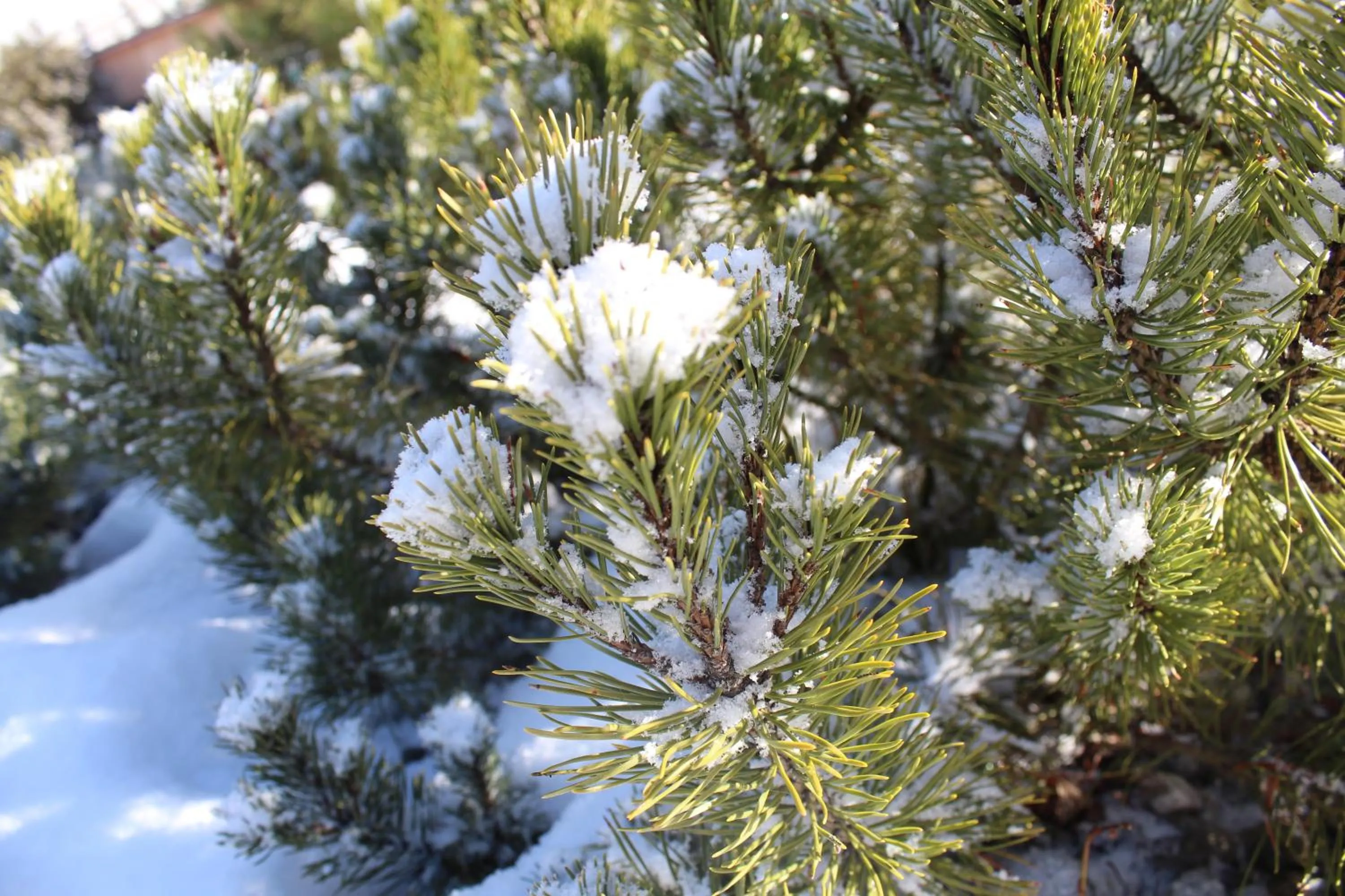 Day in Aurina Lodges