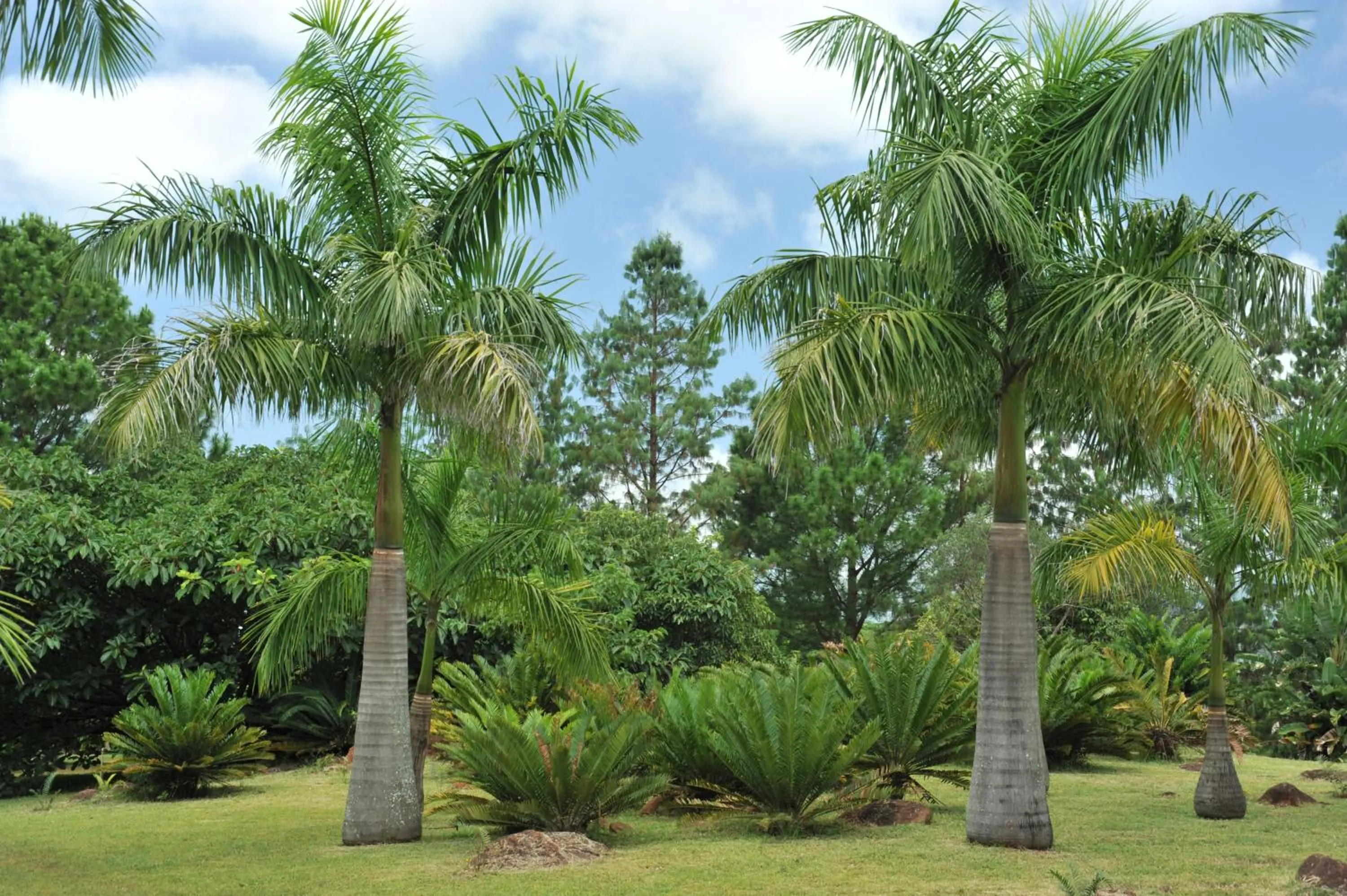 Garden in Summerfield Botanical Garden & Exclusive Resort