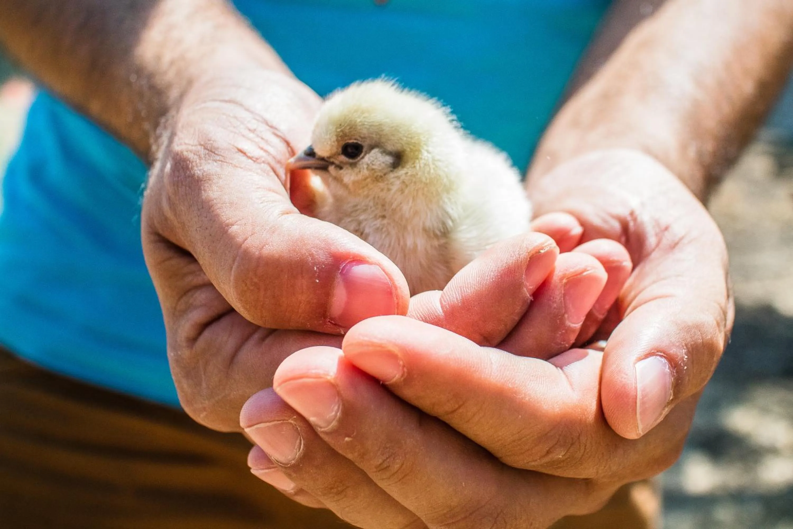 Animals in Il Gallo Con Gli Stivali
