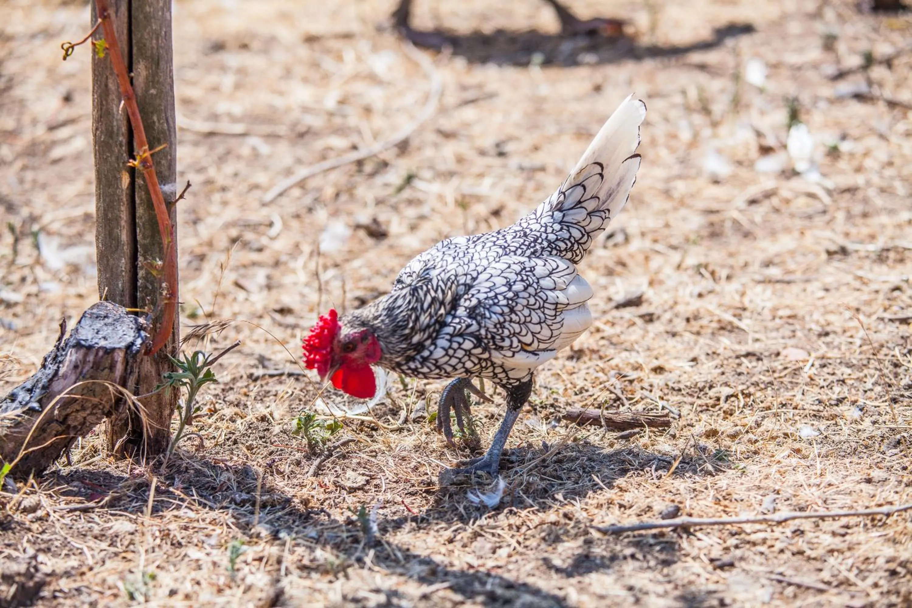 Animals in Il Gallo Con Gli Stivali