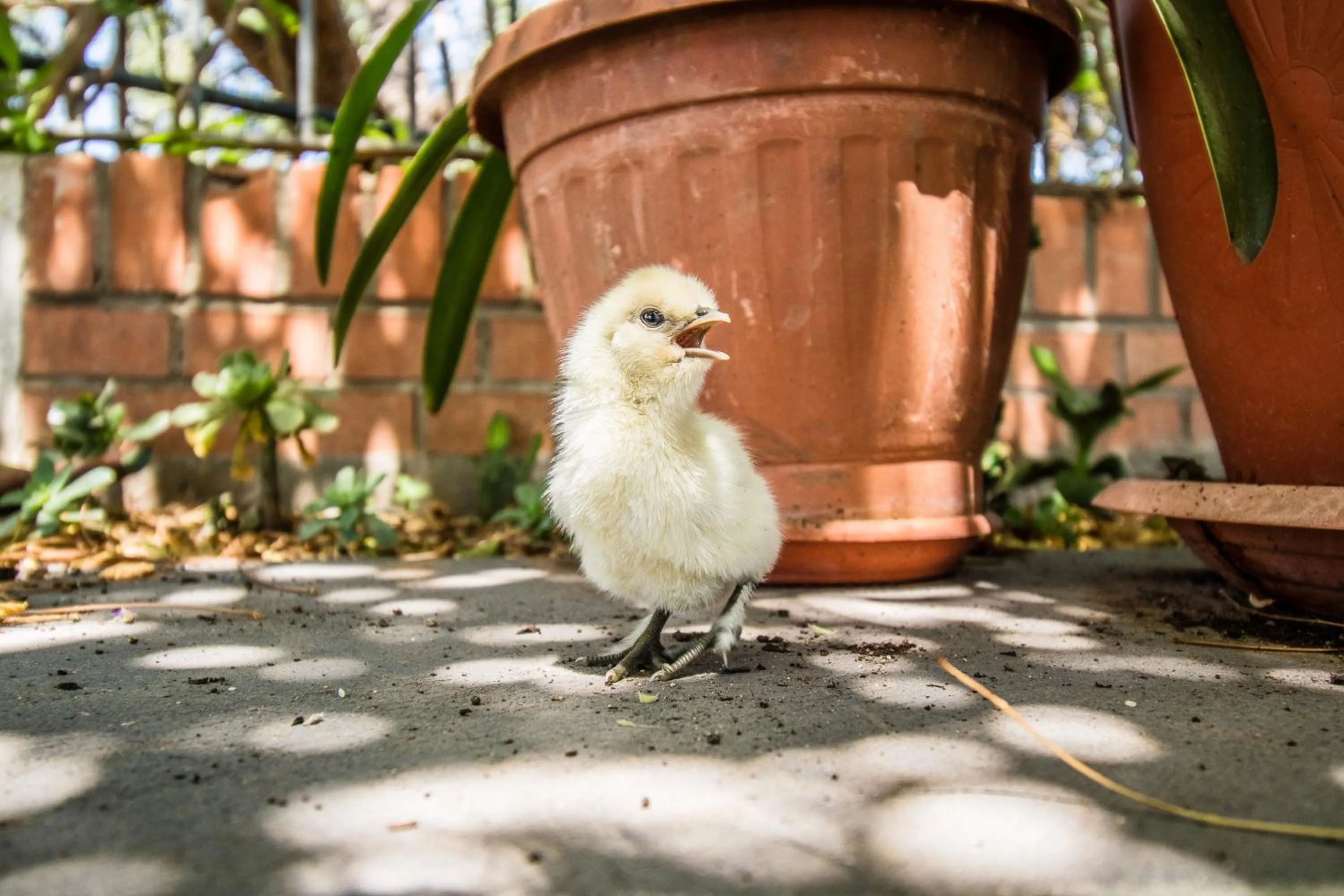 Pets in Il Gallo Con Gli Stivali
