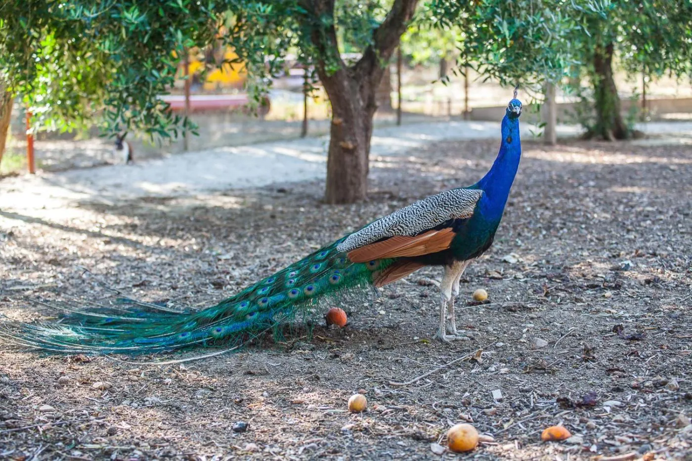 Animals in Il Gallo Con Gli Stivali