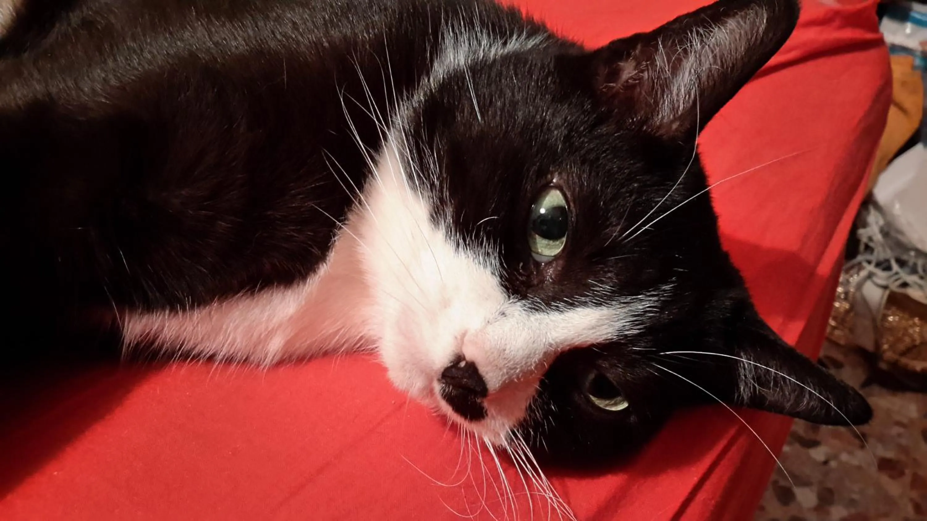 Pets in Albergo Trento