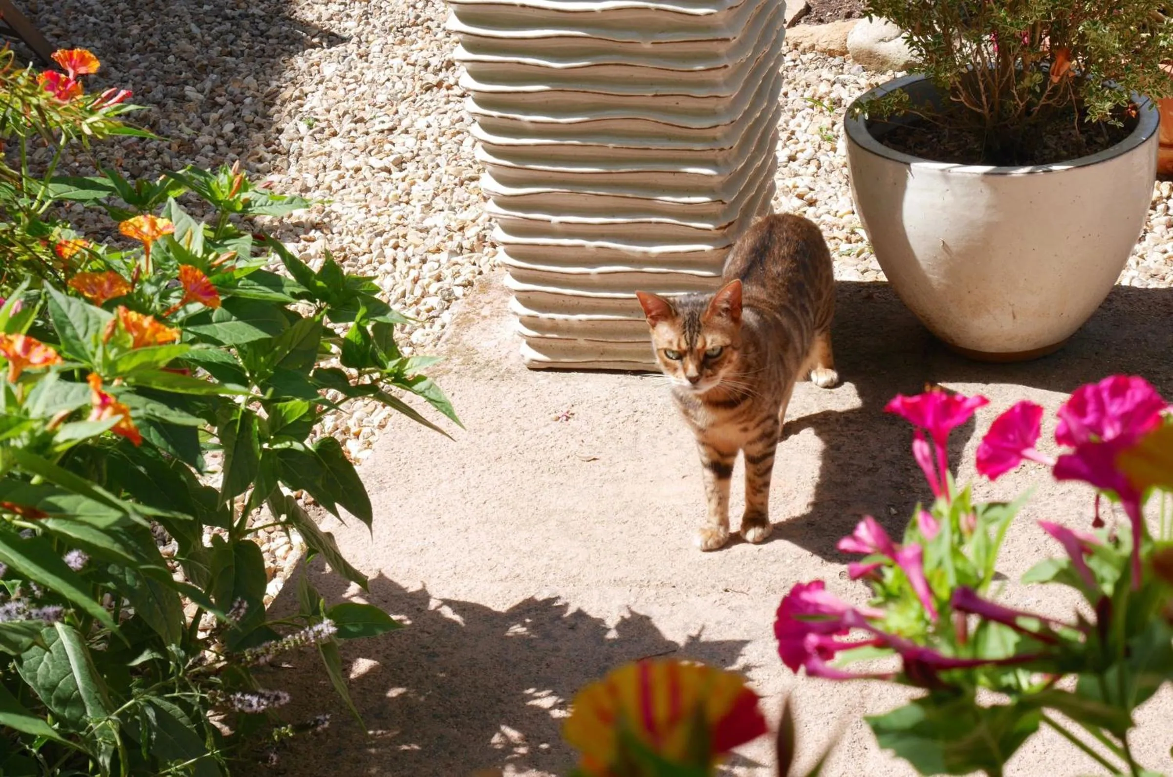 Pets in L'Arbre D'Ange