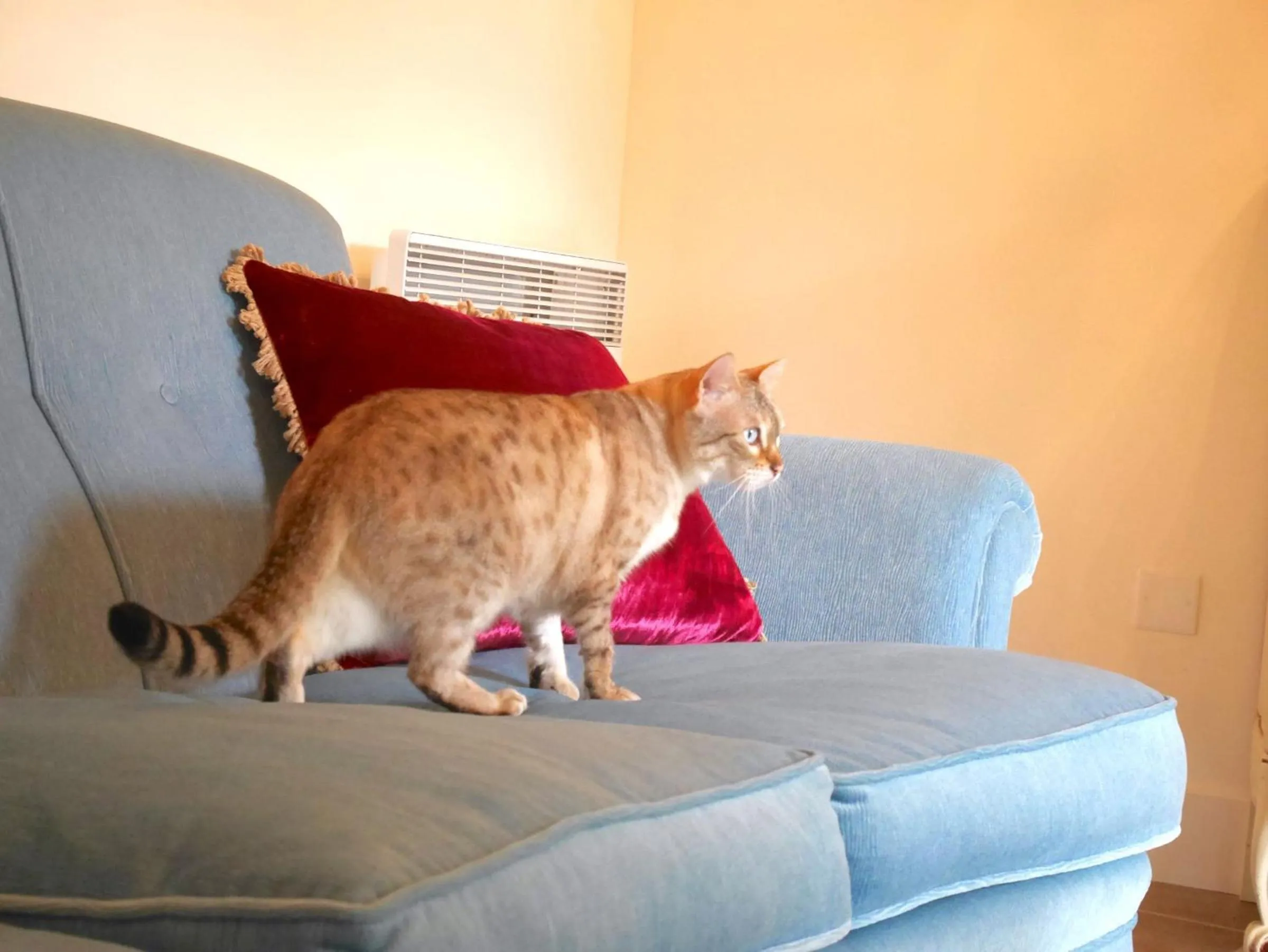 Pets in L'Arbre D'Ange