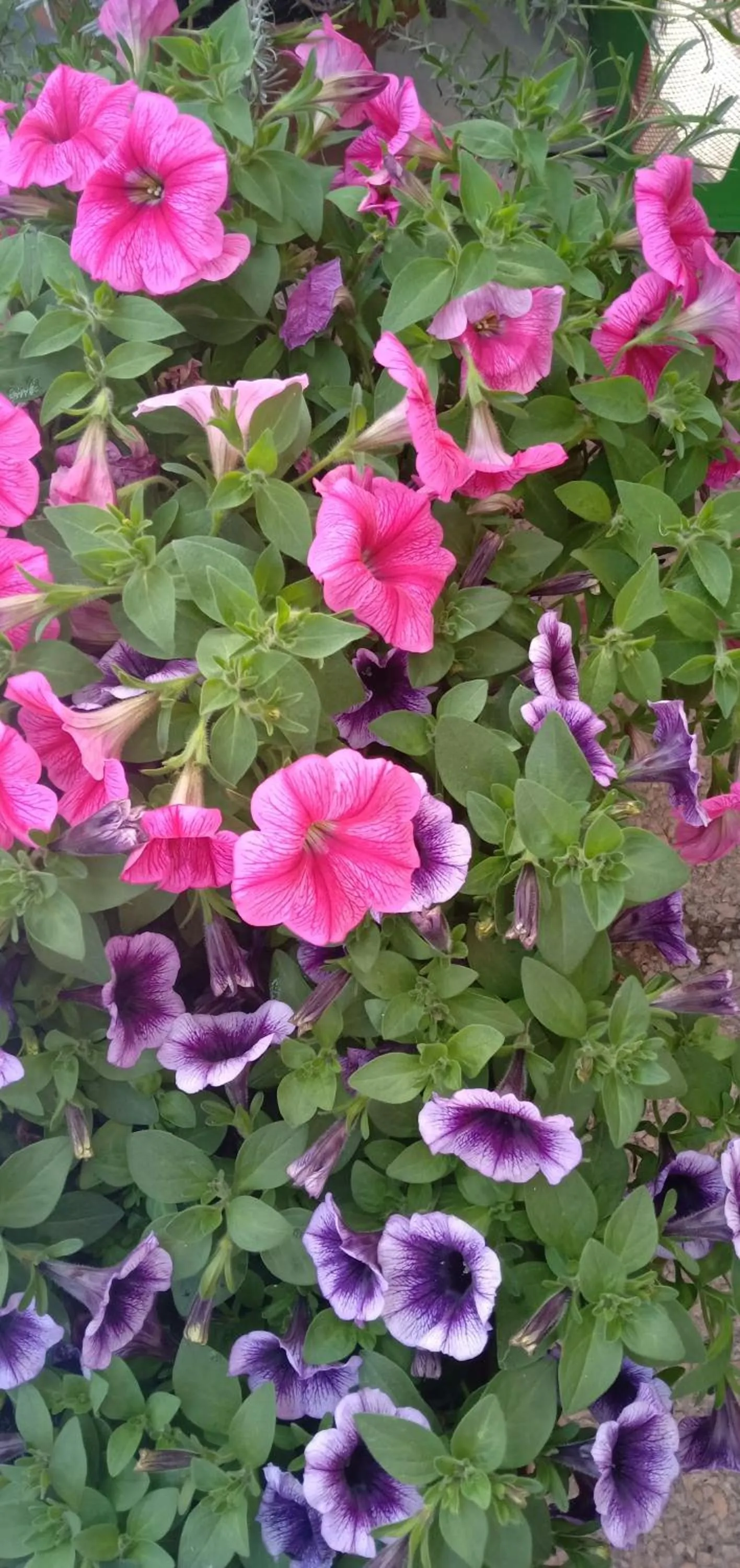 Other in Adria Bella Locazione Turistica