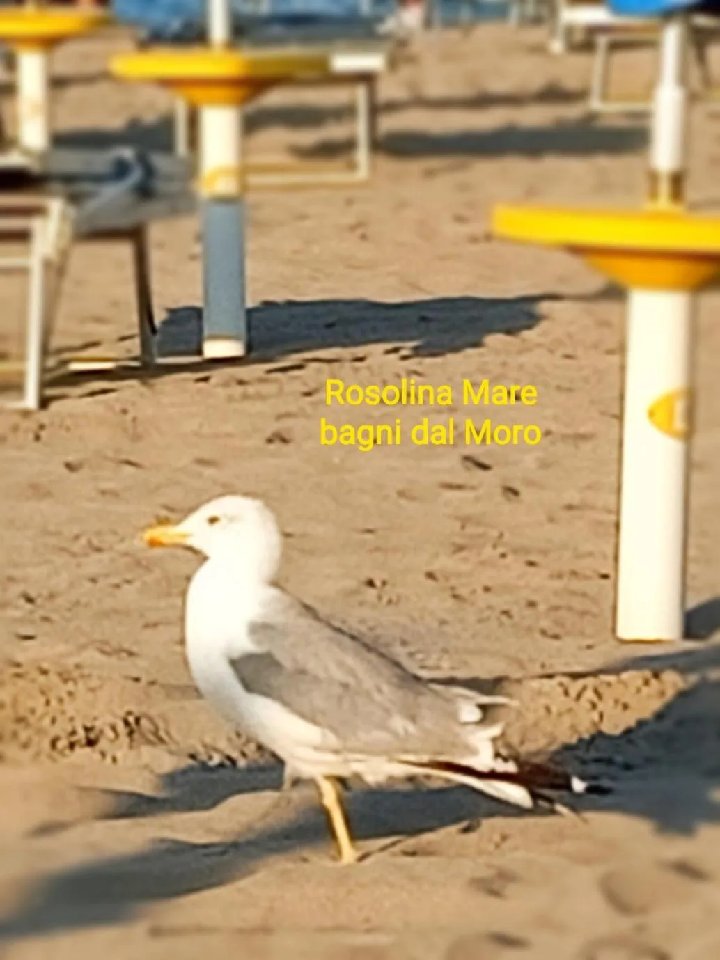 Beach in Adria Bella Locazione Turistica
