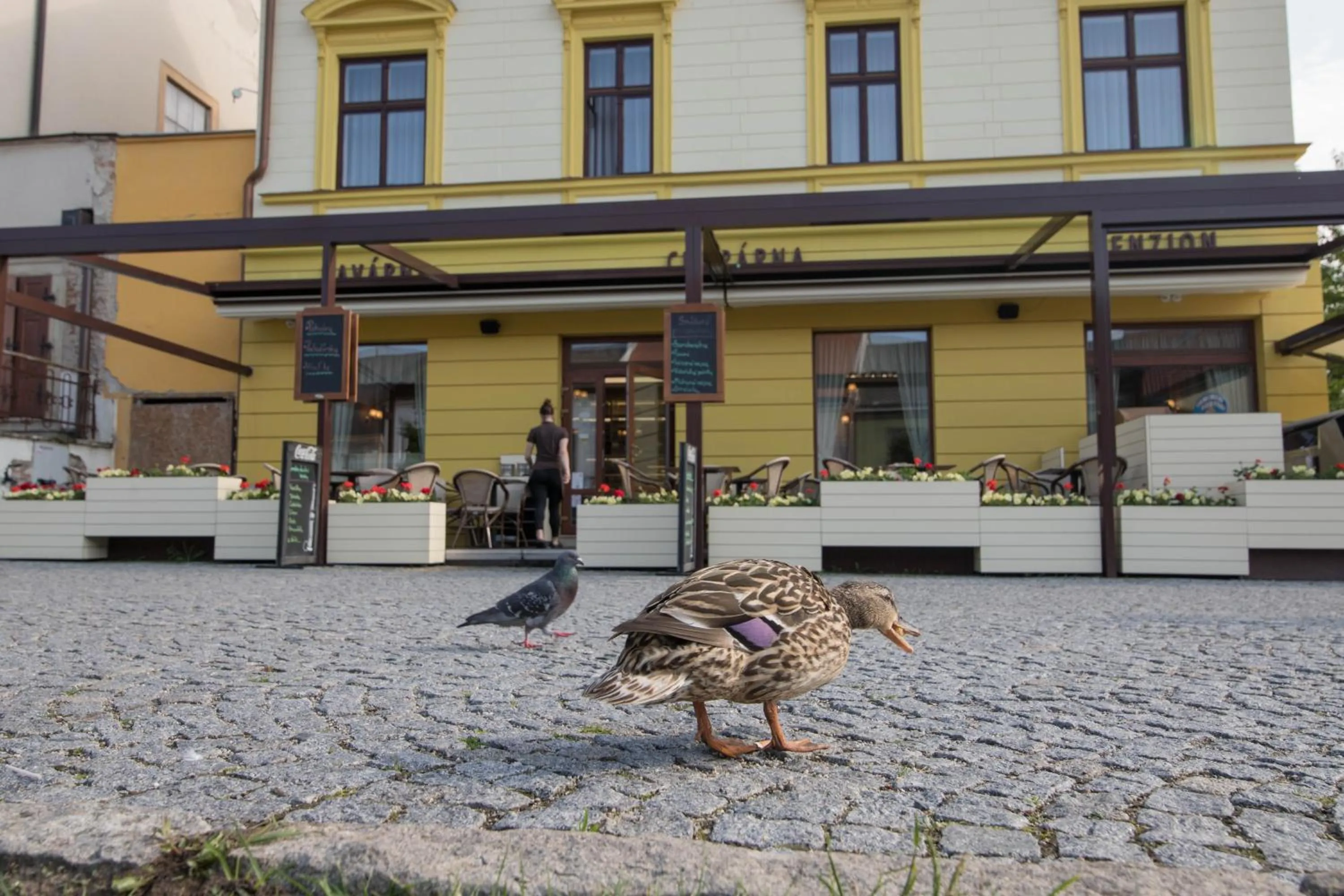 Property building in Penzion Longus