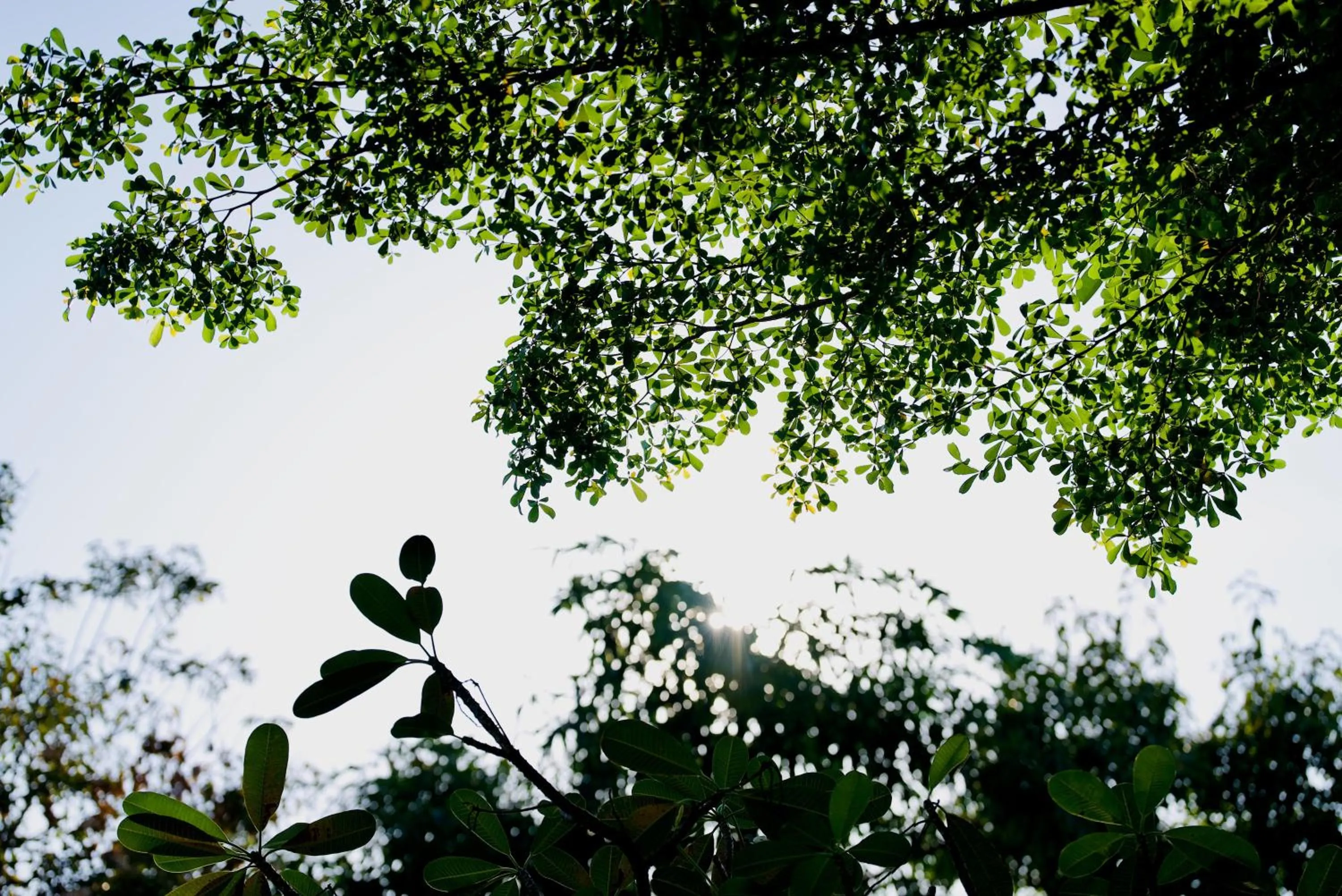 Natural landscape in Elysium Suite