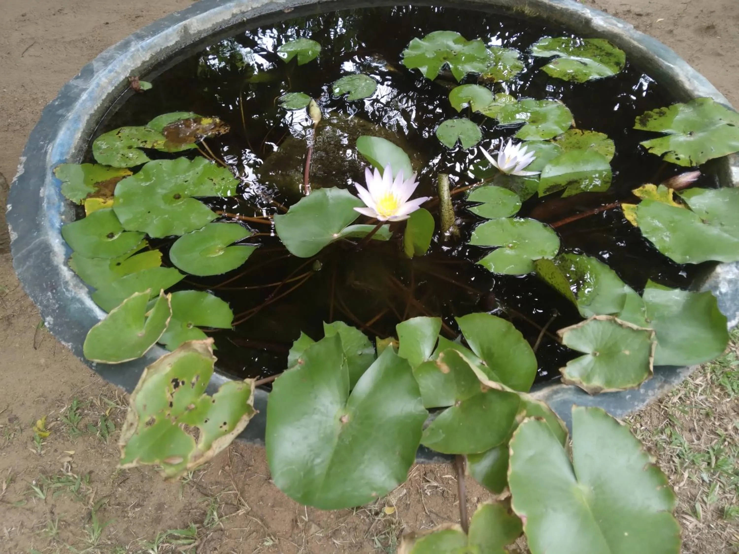 Jayaru Guest House