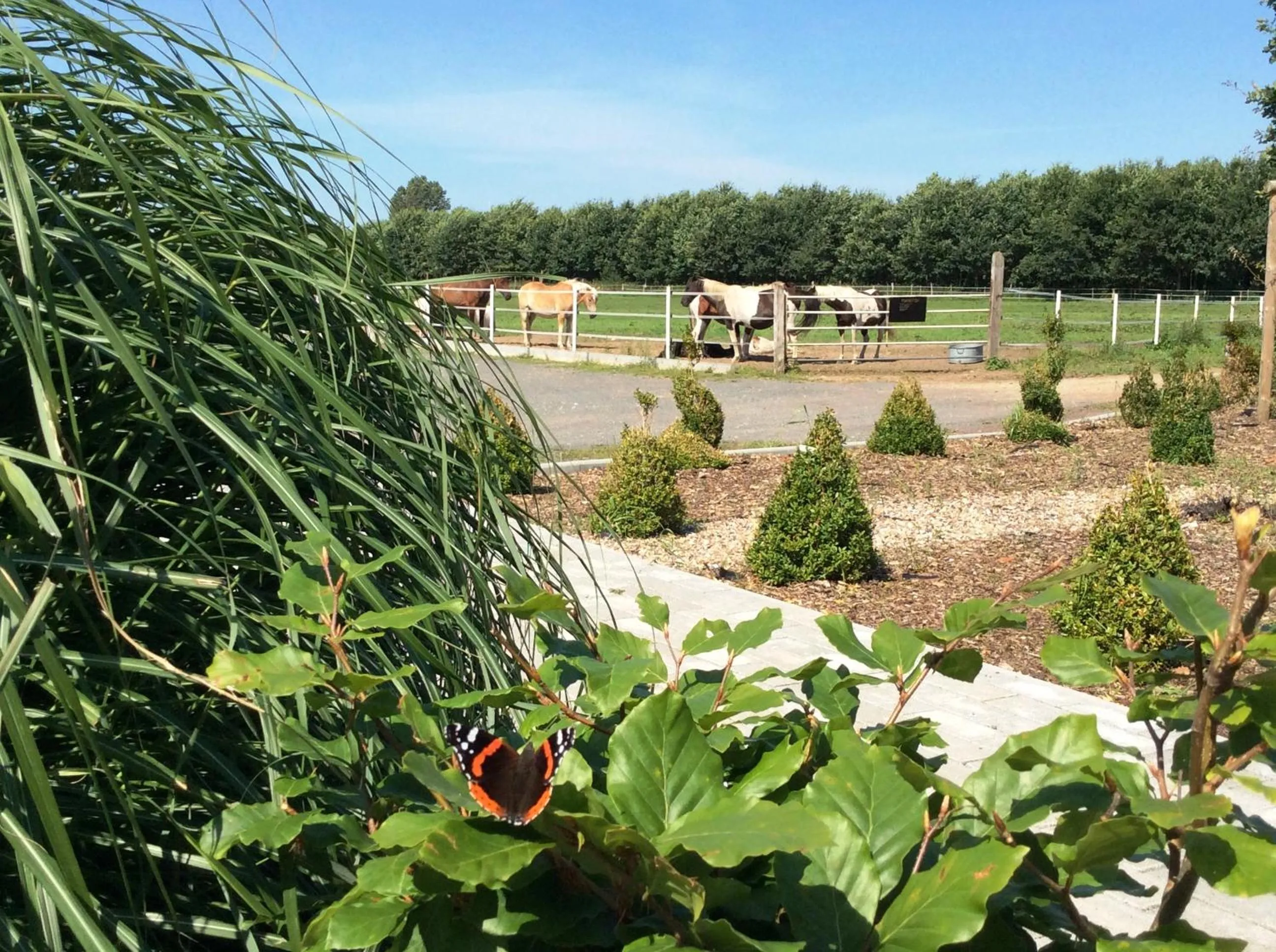 Horse-riding in Ferienresort Texas MV
