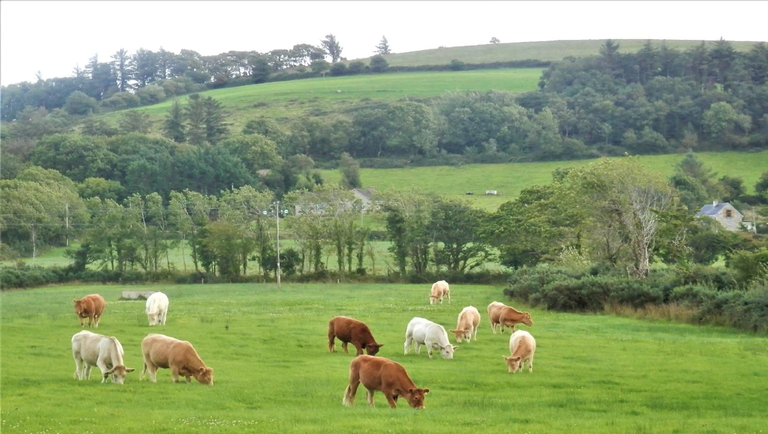Other in Leabrook House