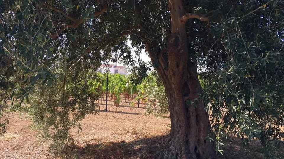 Natural landscape in Serra Niedda Resort & Agriturismo