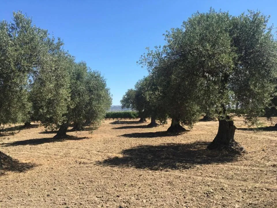 Serra Niedda Resort & Agriturismo