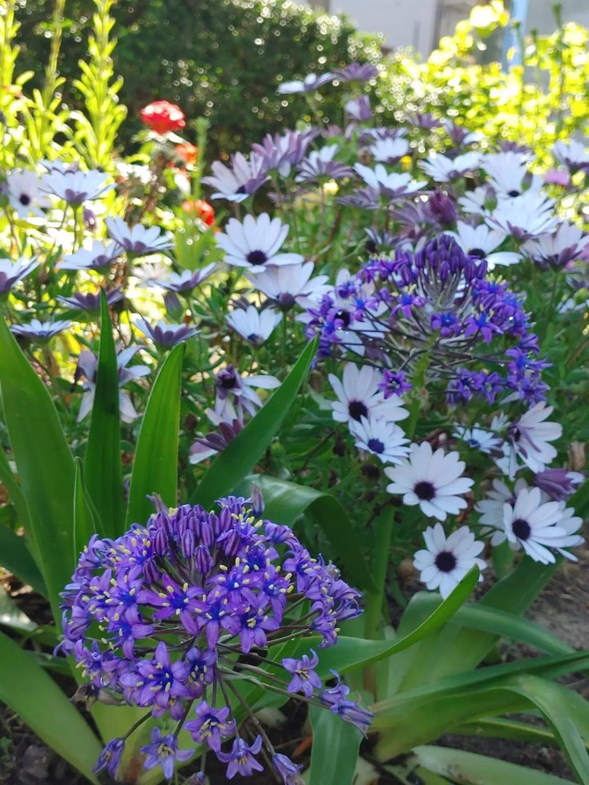 Garden in Borgo Sciugolo
