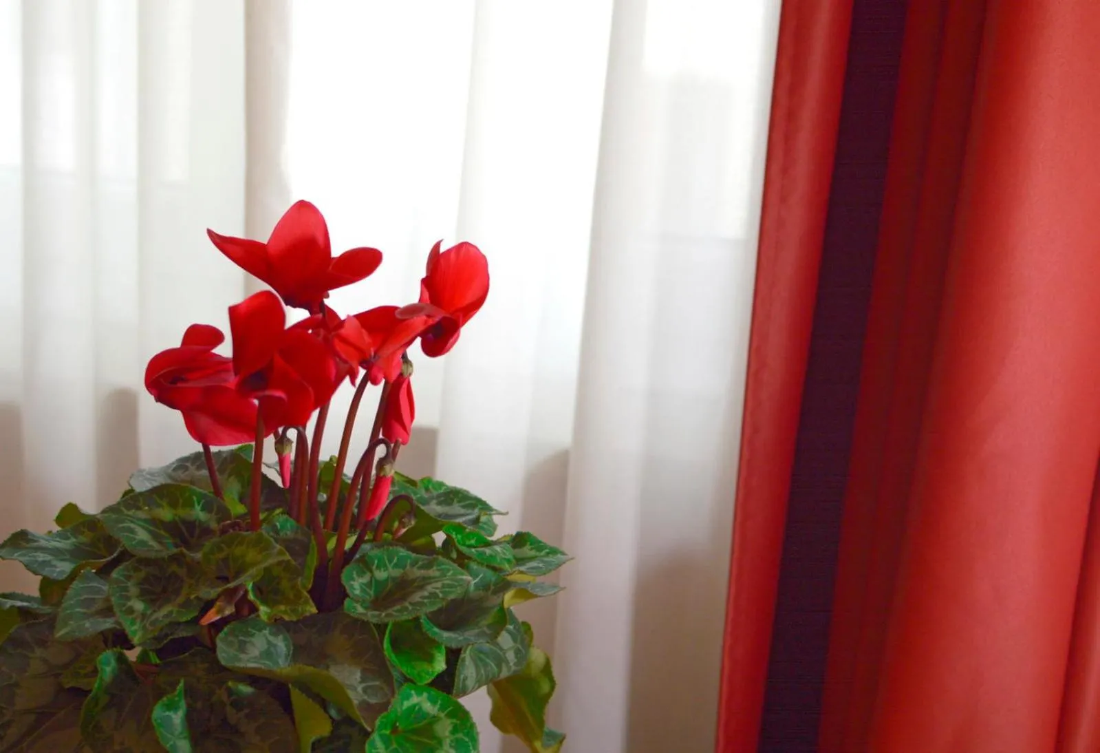Camere Delfini