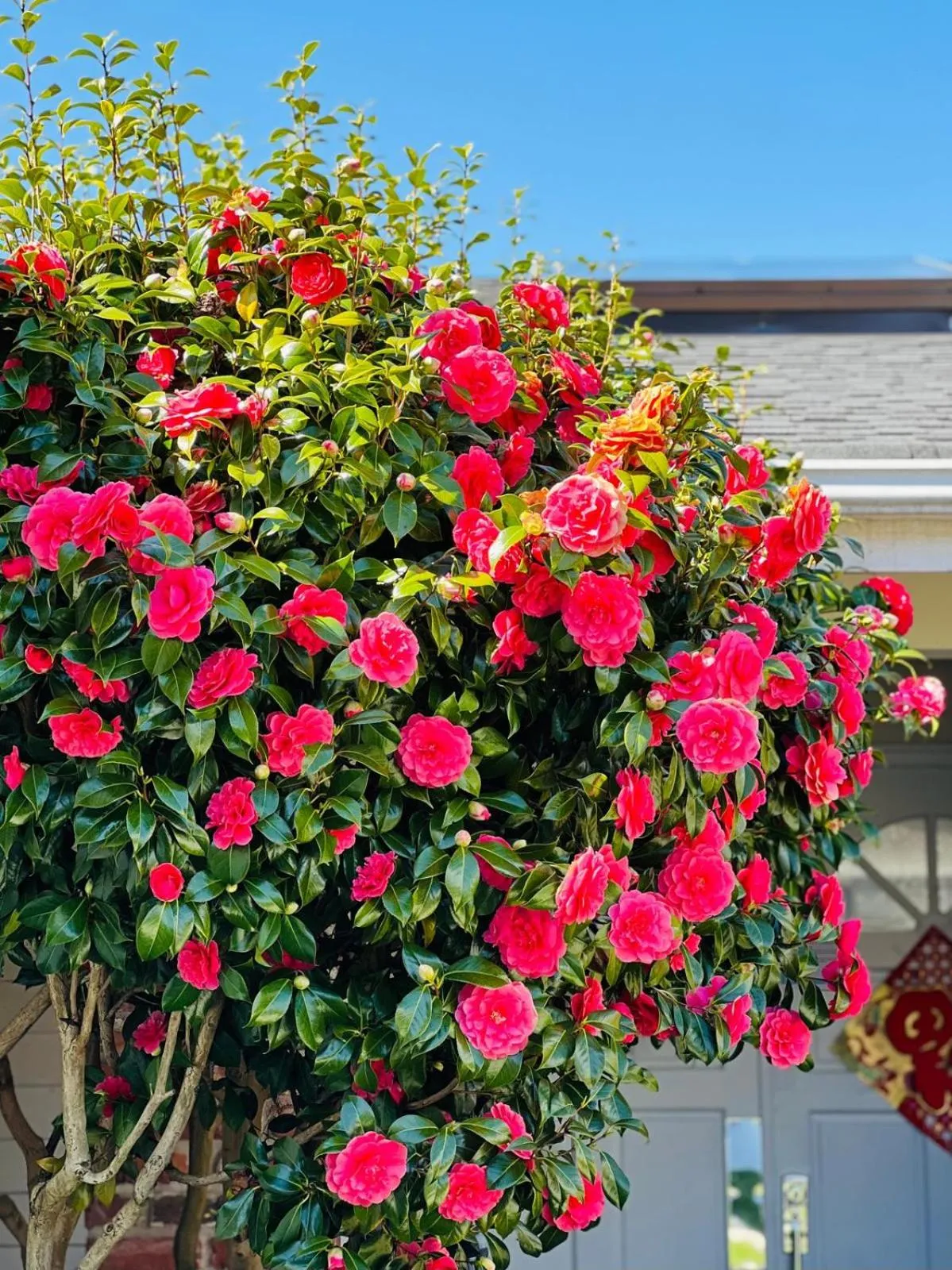 Garden view in Villa Rivarola
