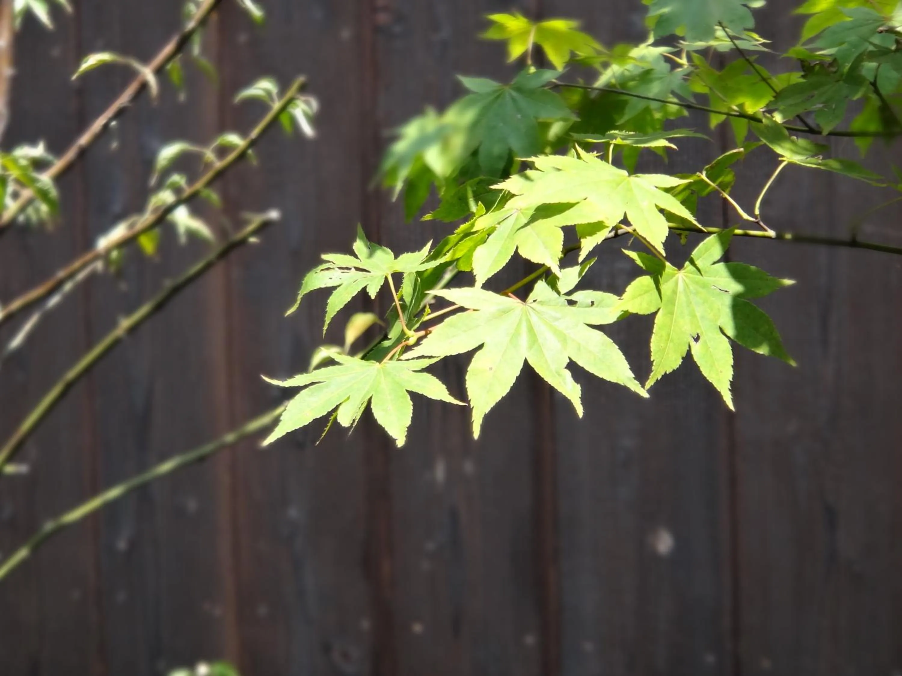 Garden in Machiya Oozora