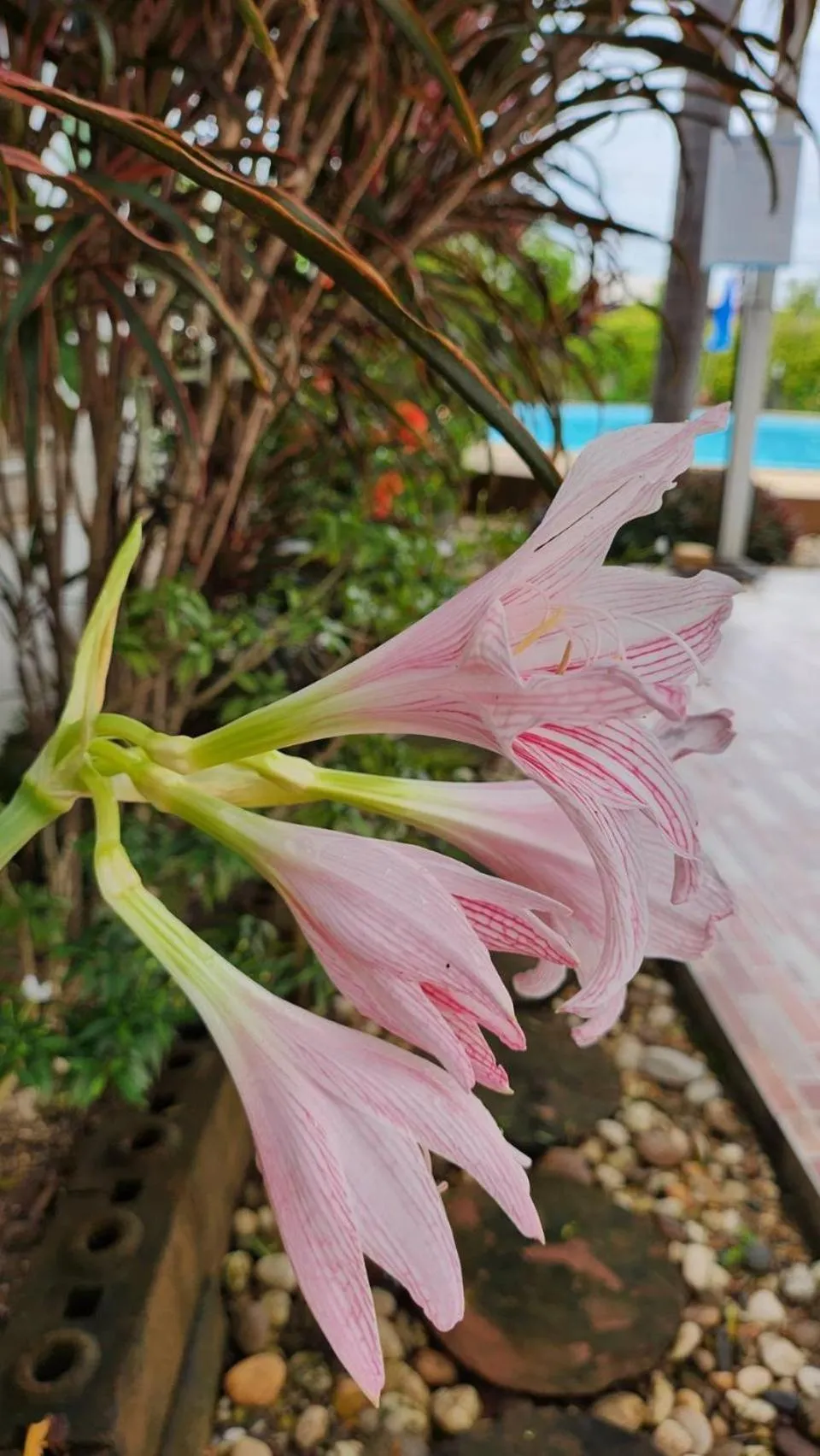 Garden view in Nuch's Apple Guest House