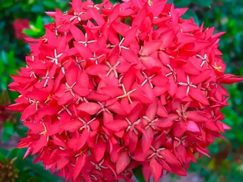Garden in Nuch's Apple Guest House