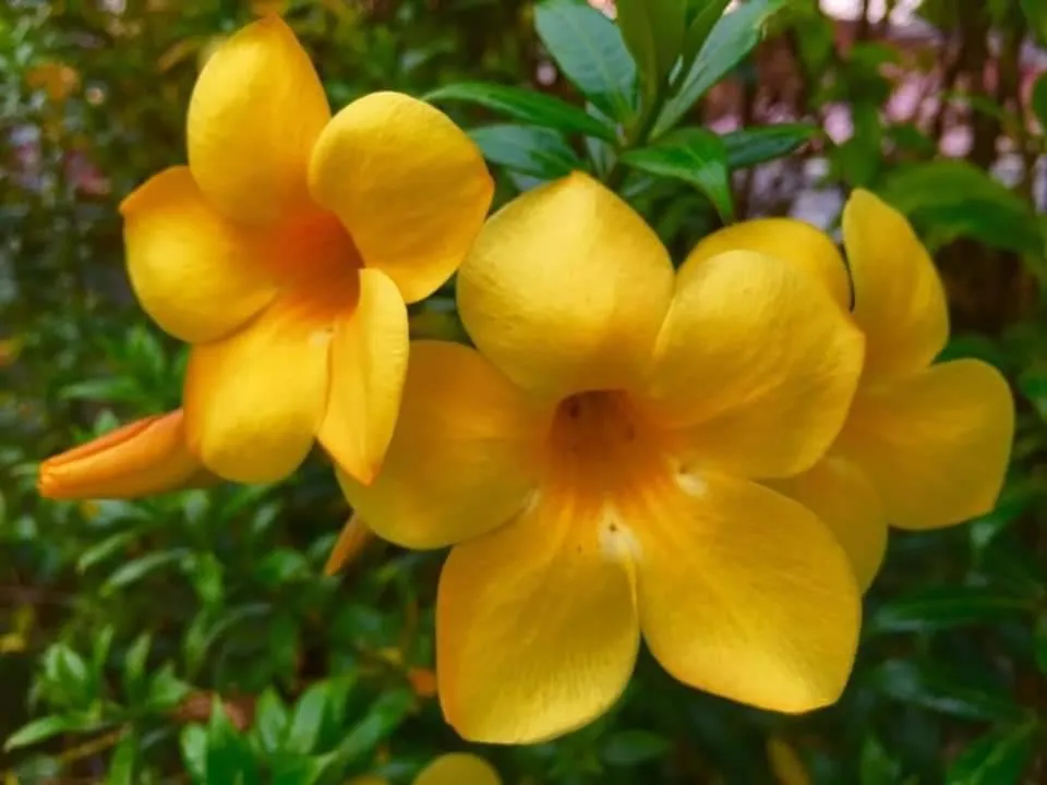Garden in Nuch's Apple Guest House