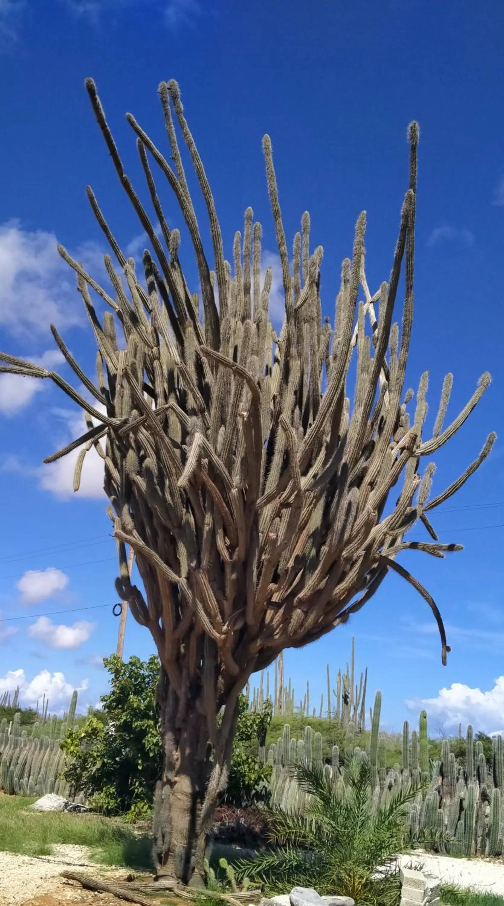 Nearby landmark in Red Palm Village