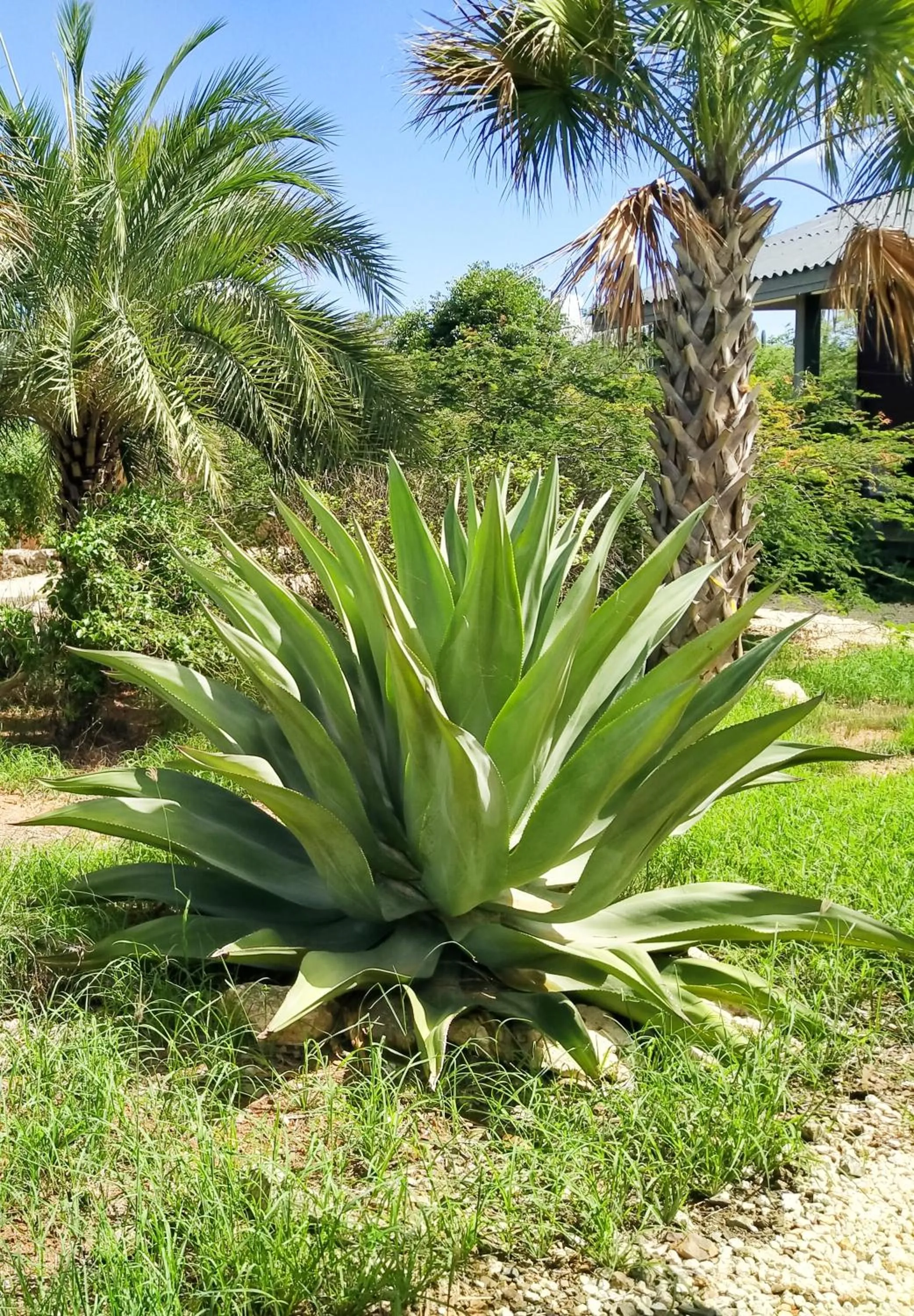 Natural landscape in Red Palm Village