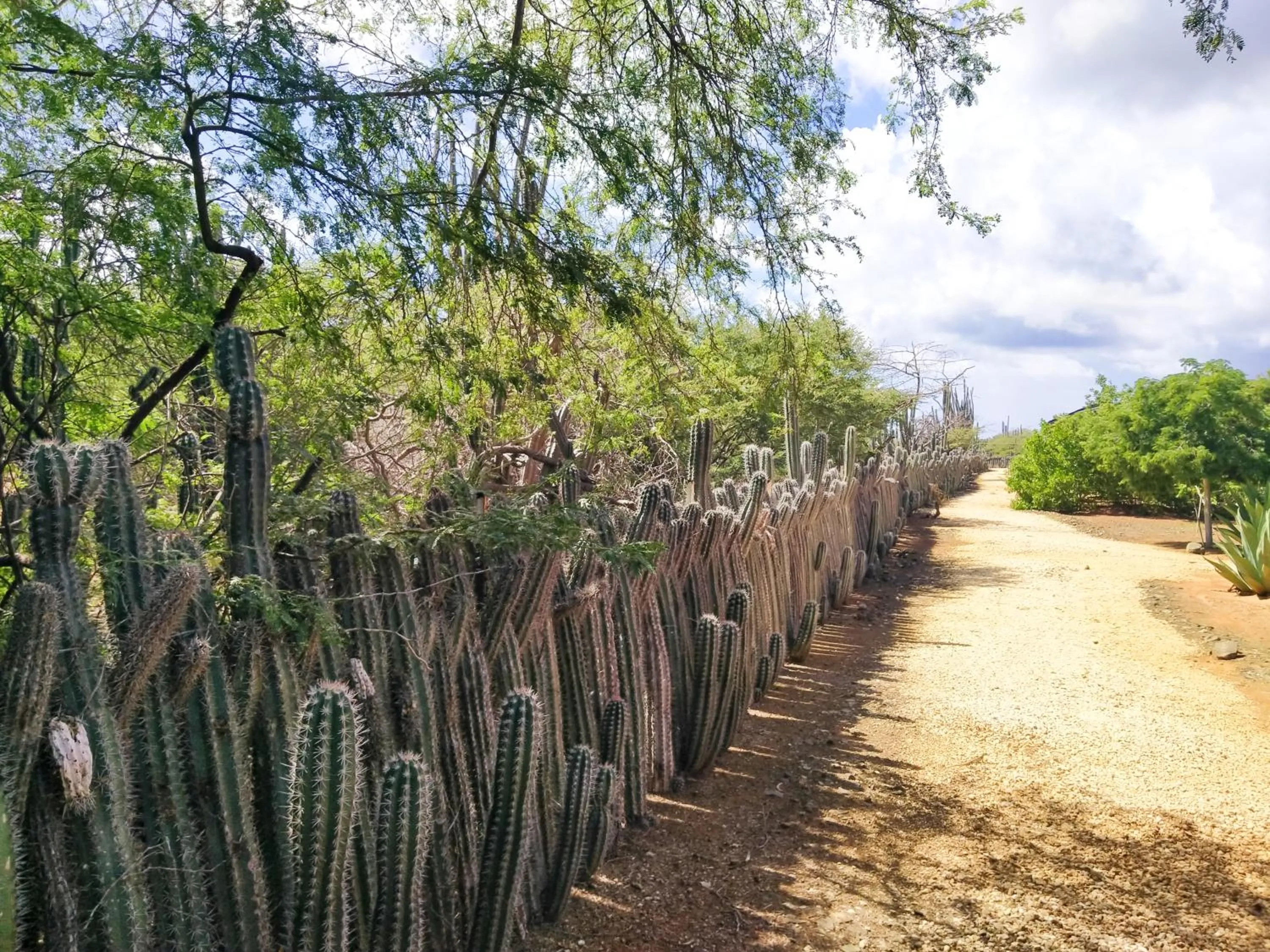 Natural landscape in Red Palm Village