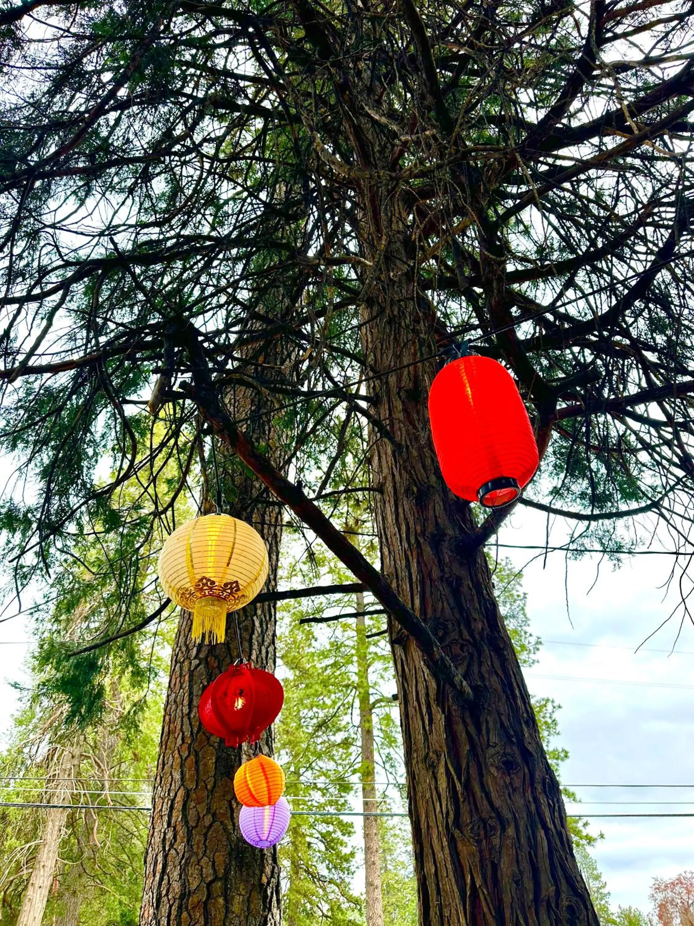 Natural landscape in The Pines Inn and Cottages