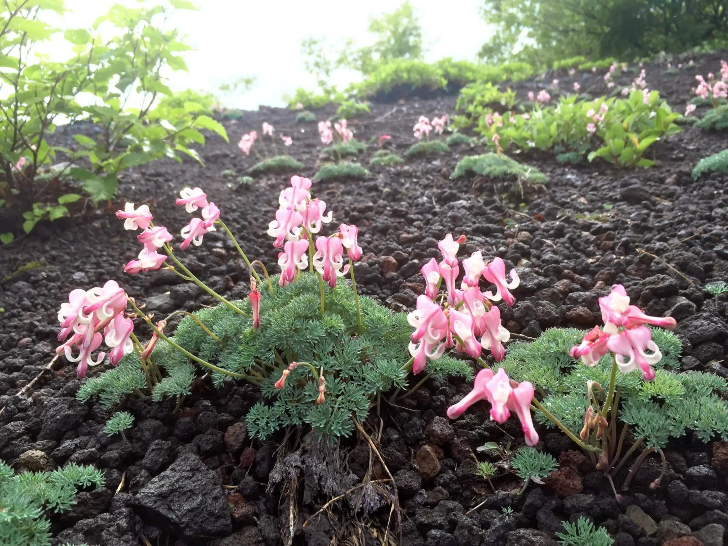 Natural landscape in Hachimantai Mountain Hotel & Spa