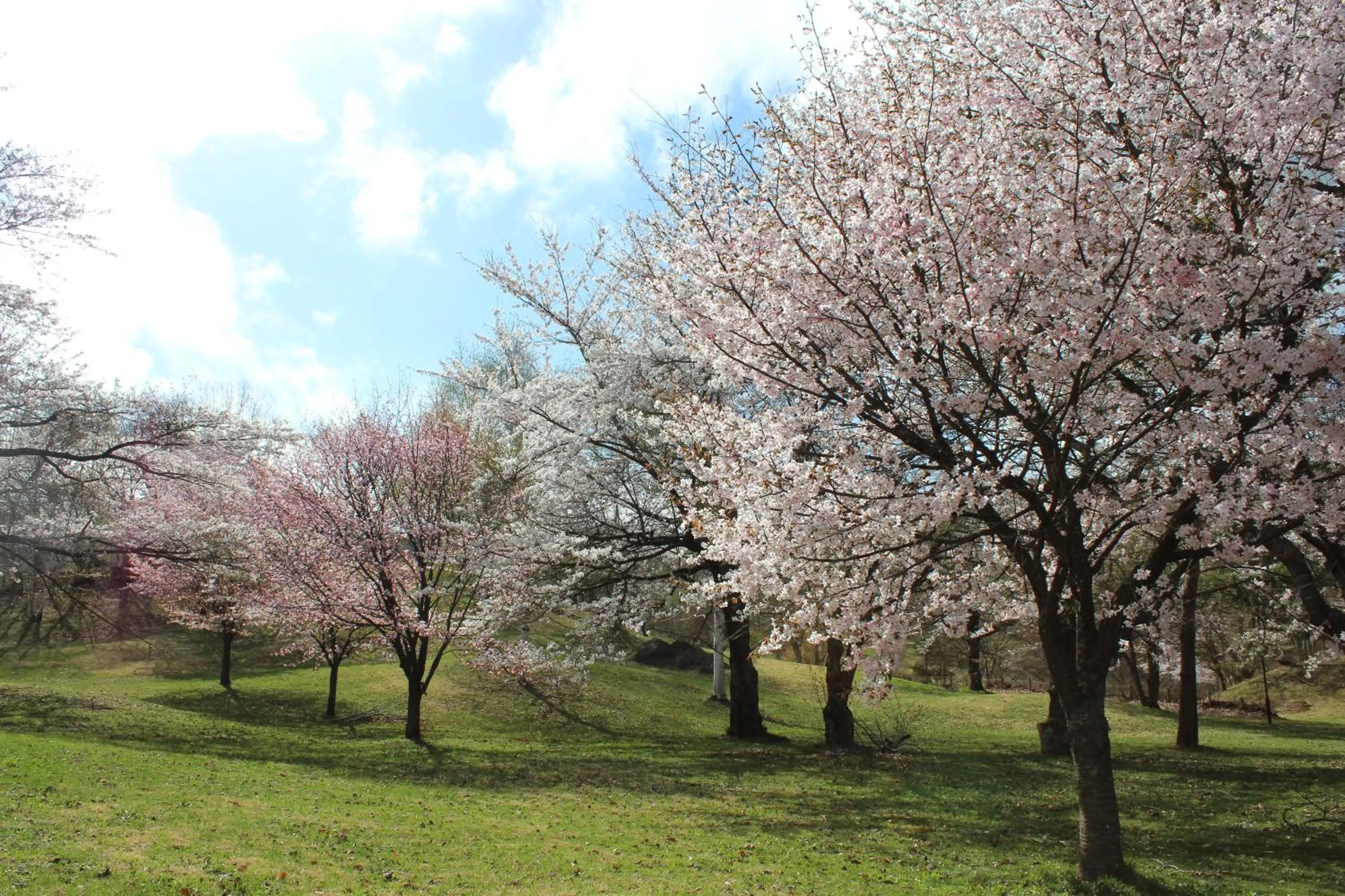 Spring in Hachimantai Mountain Hotel & Spa