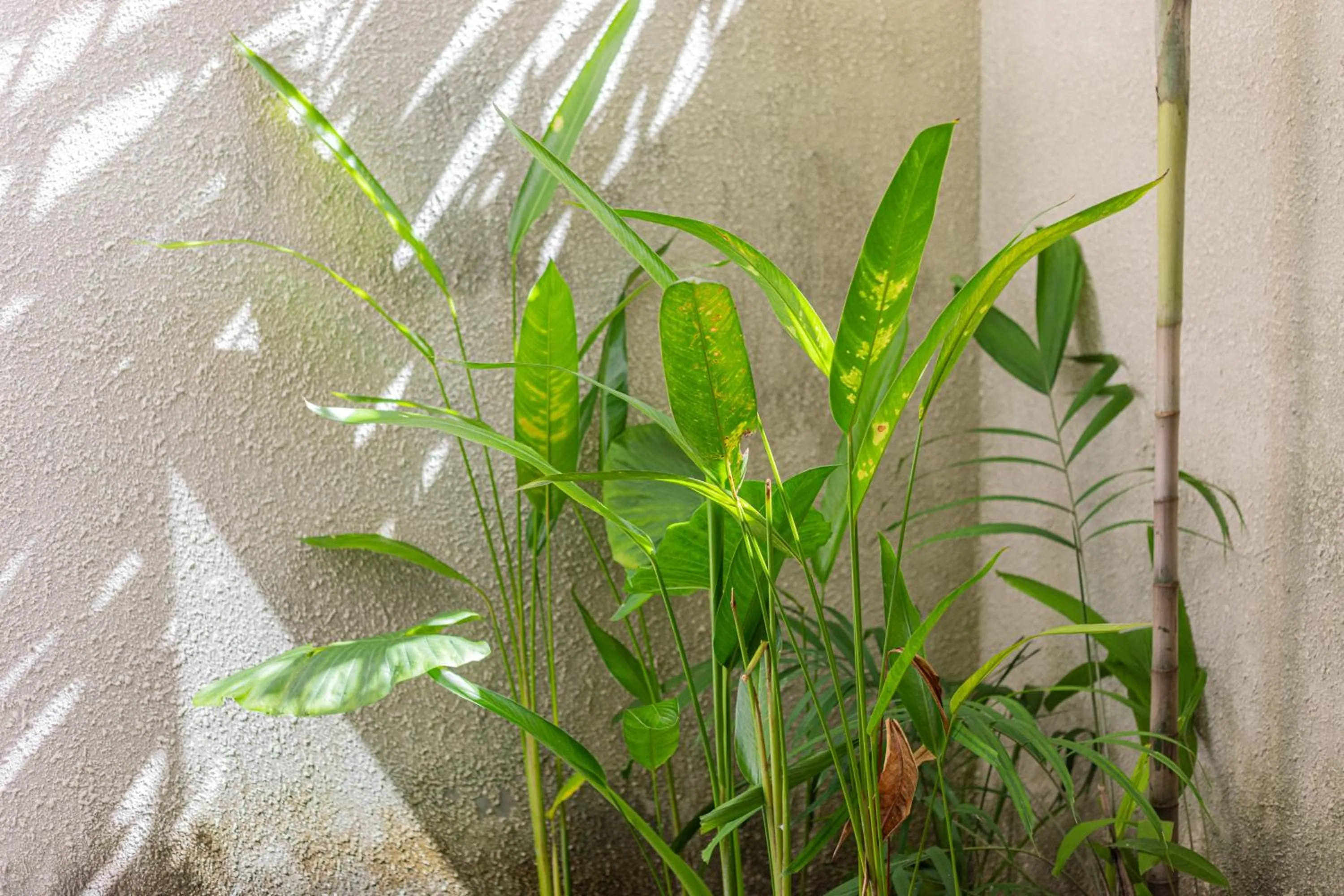 Garden in Puri Canggu Villas & Rooms