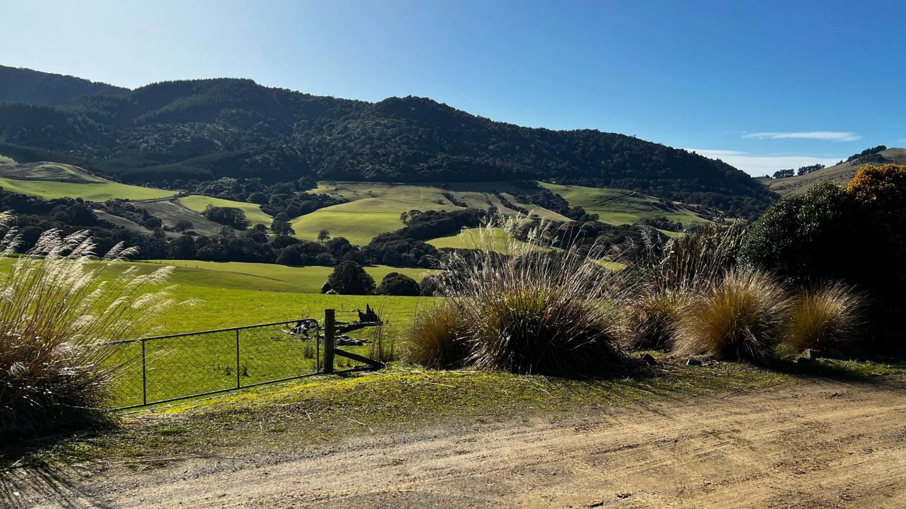 Natural landscape in Mohua Park - Catlins Eco Accommodation